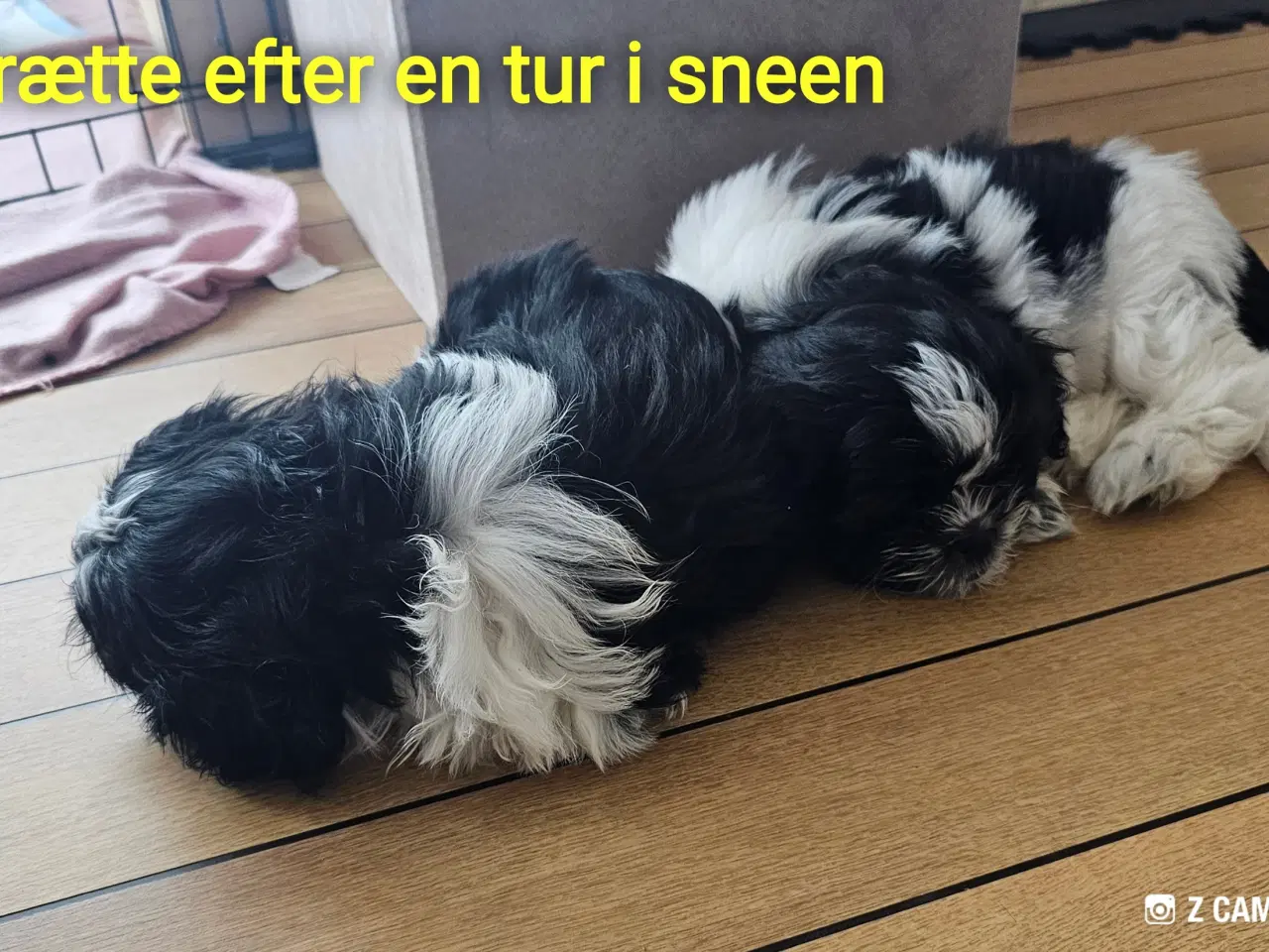 Billede 16 - Shih Tzu hvalpe