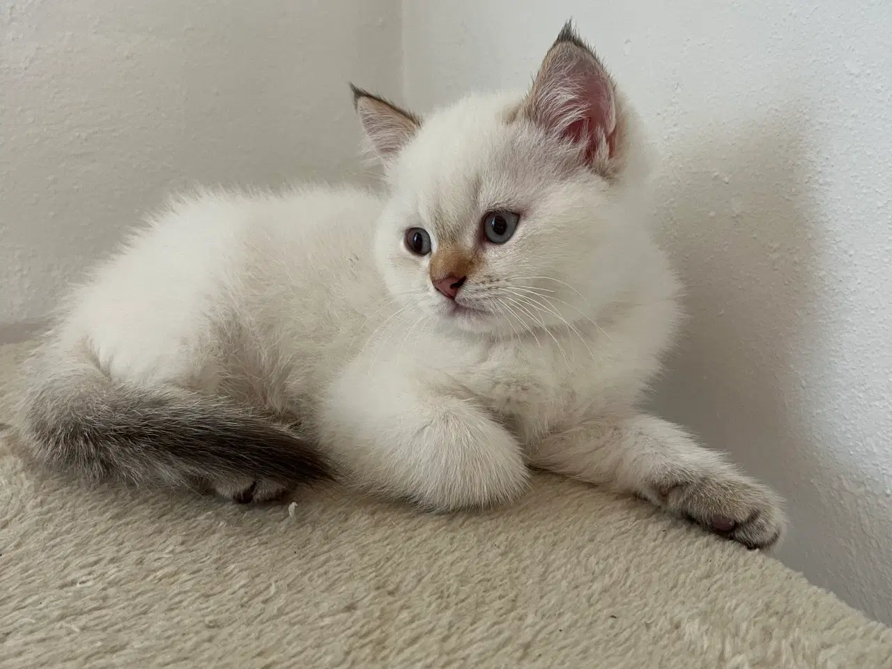 Billede 3 - British Shorthair med stamtavle