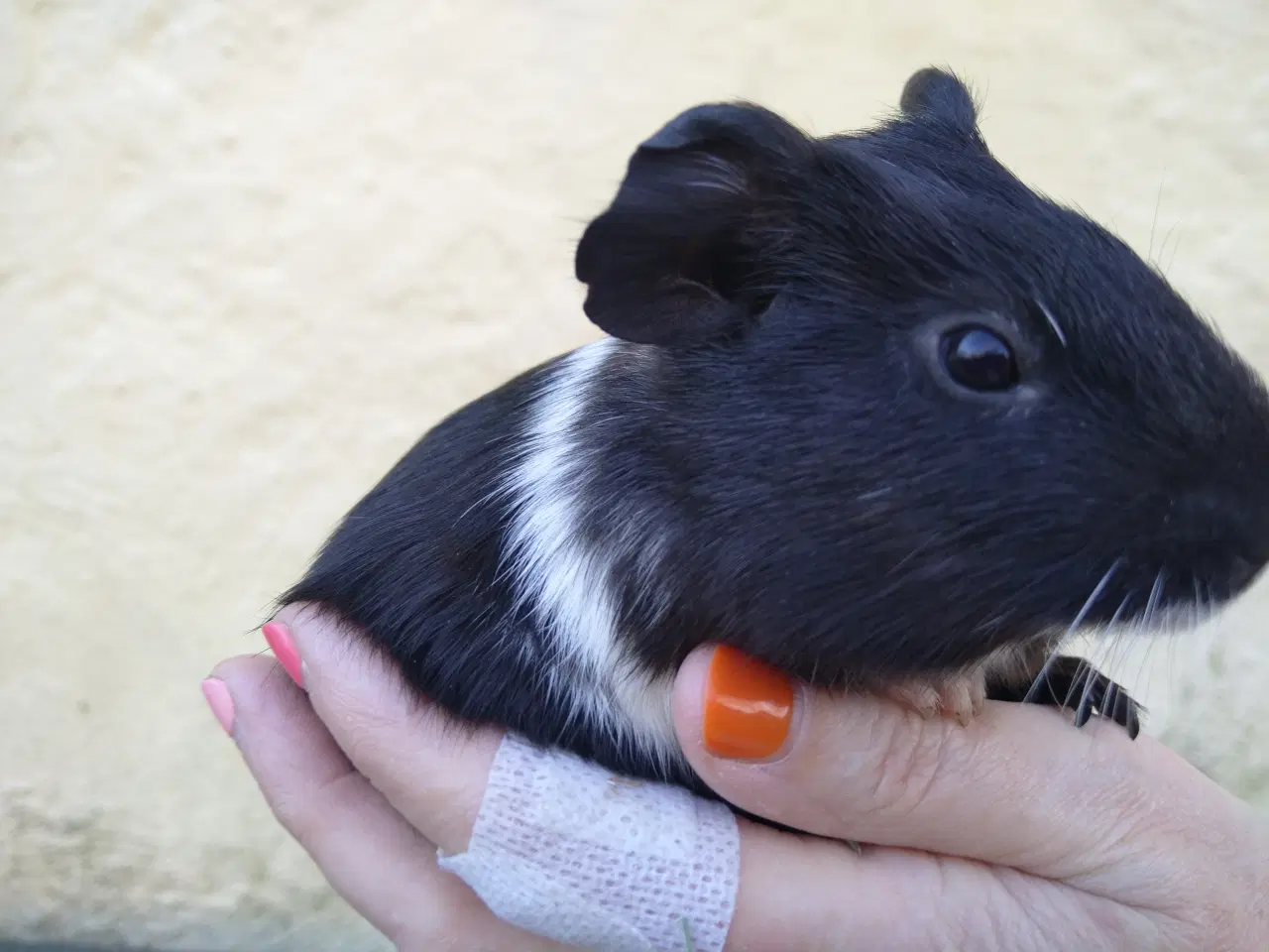 Billede 4 - 2 søstre