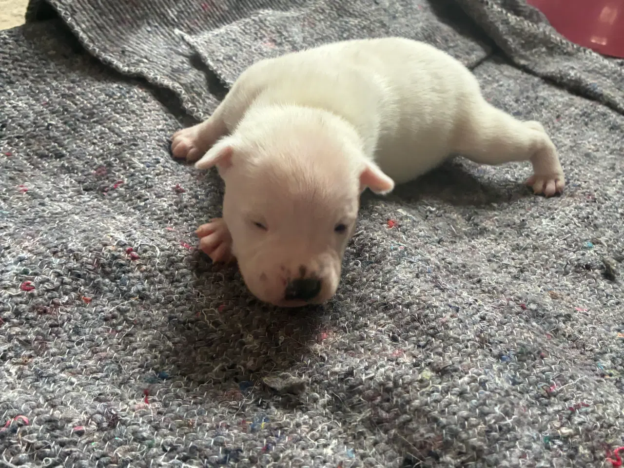 Billede 3 - 4 hvalpe staff 