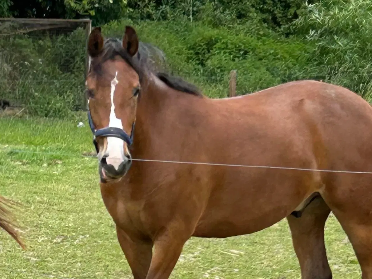 Billede 2 - Fantastisk welsh pony