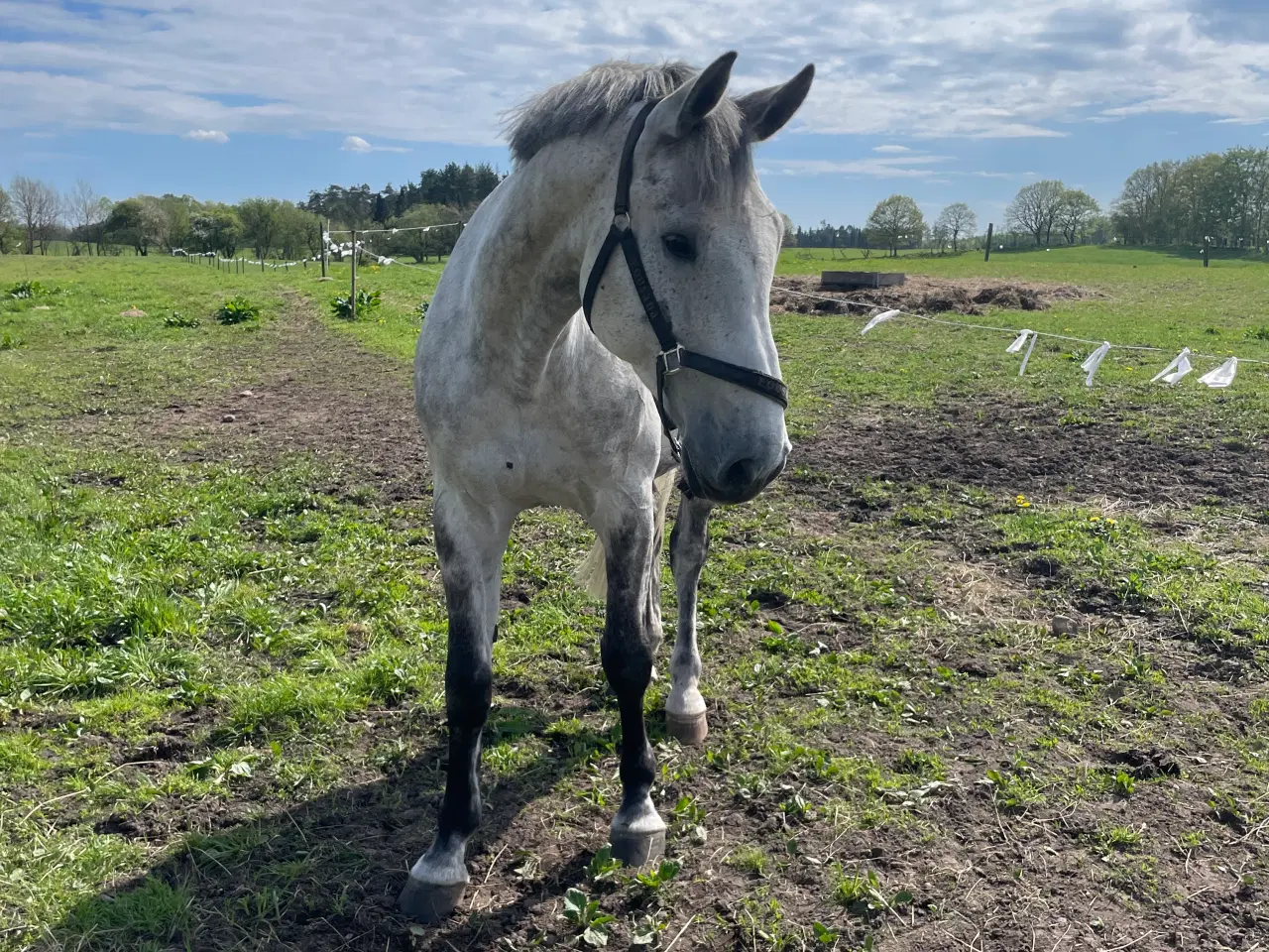 Billede 1 - Hest sælges 