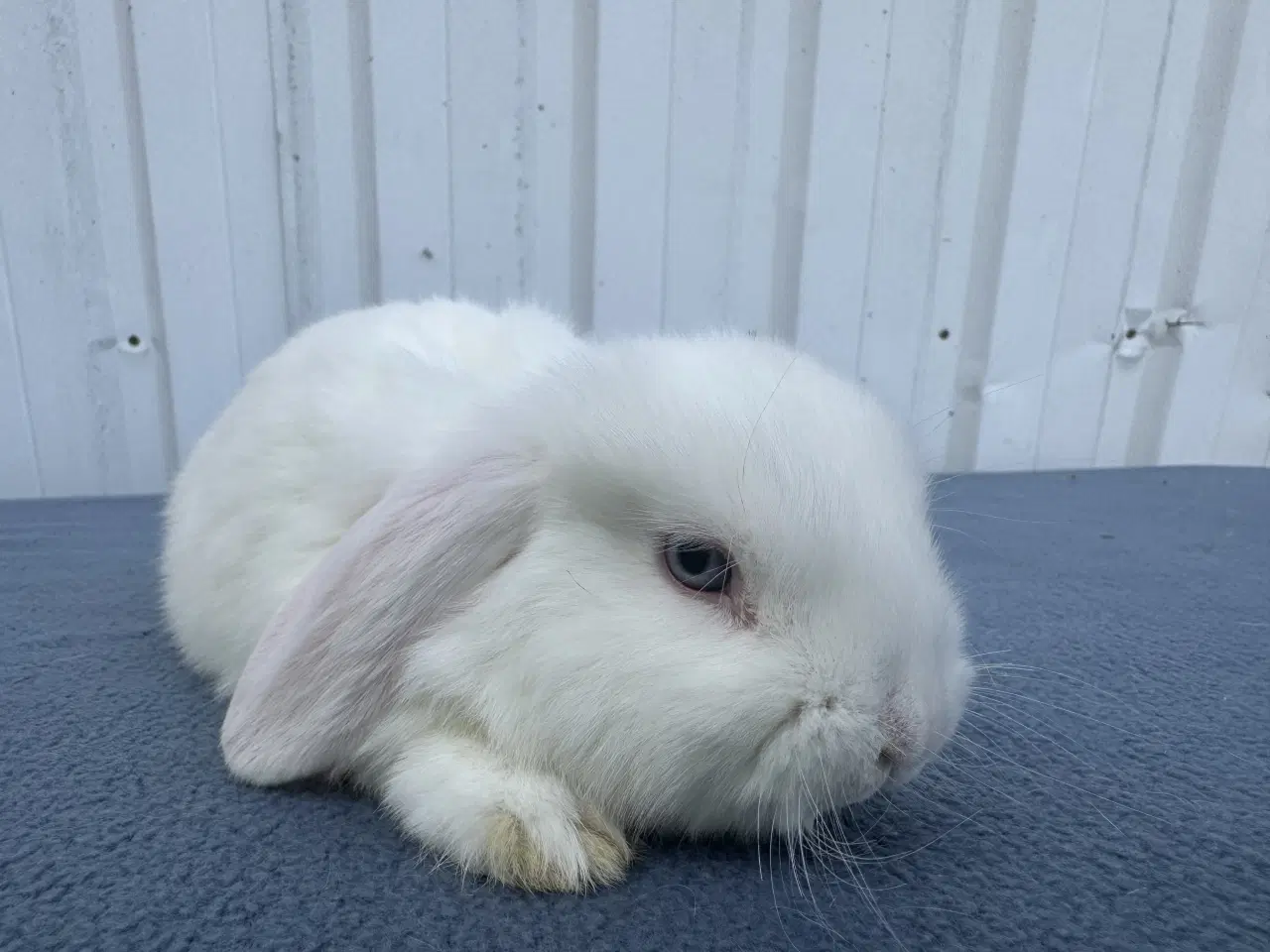 Billede 1 - Dværgvædder hunkanin
