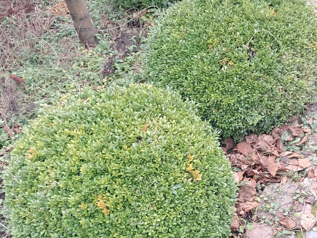 Billede 1 - 3 stk boksbom buske