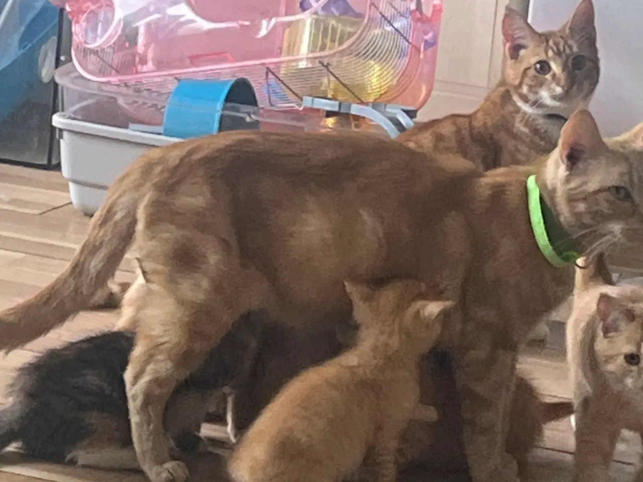 Billede 18 - 2 kuld , Indendørskillinger-afdrag muligt