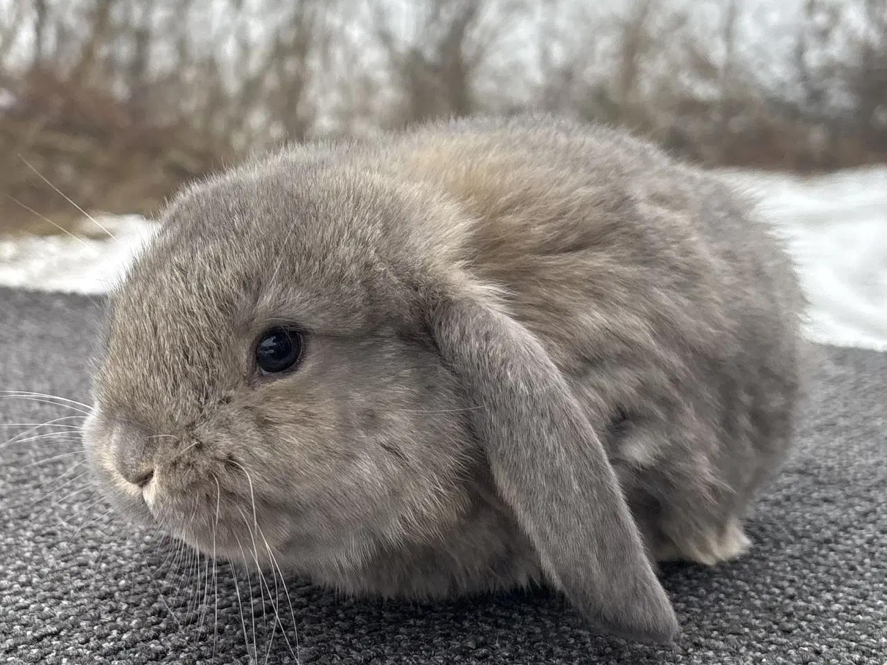 Billede 7 - FRANSK VÆDDER HAN VILDTBLÅ