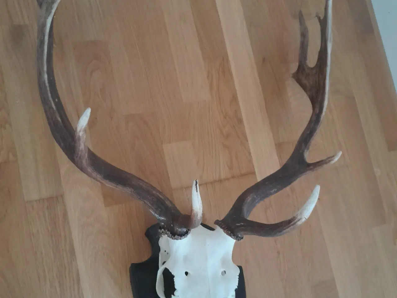 Billede 3 - Trofæer og plader