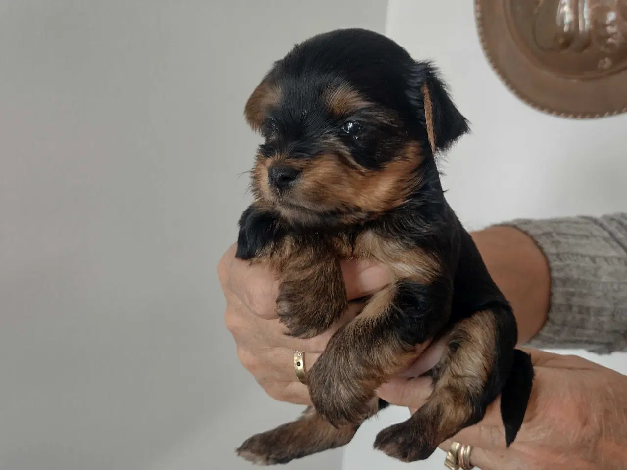 Billede 1 - Yorkshire Terrier hvalpe