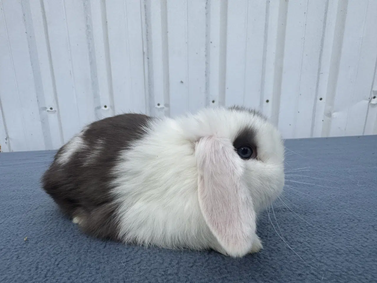 Billede 7 - Mini lop hankanin