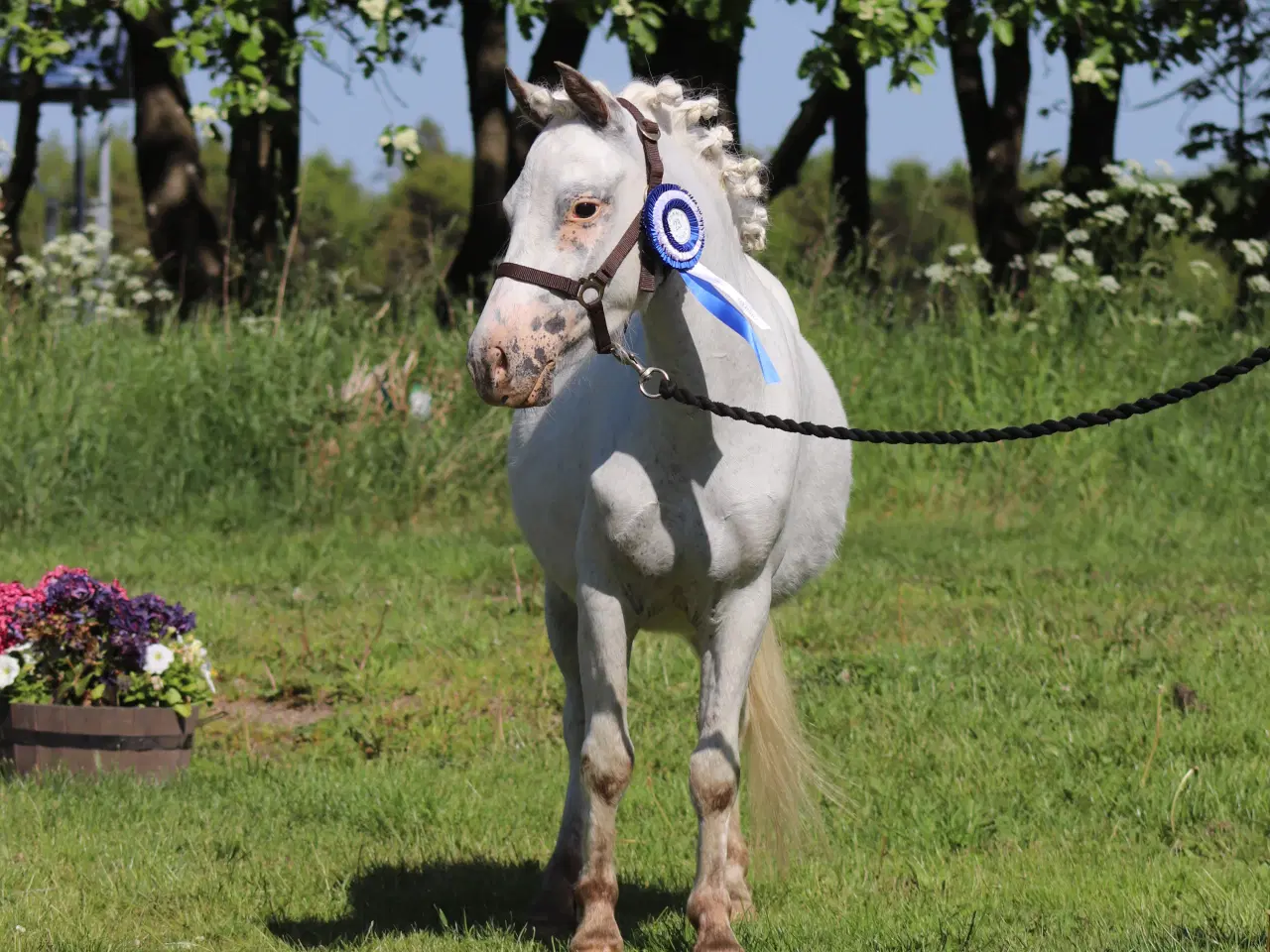 Billede 4 - Kåret Kat. 3 knabstrupper pony hoppe