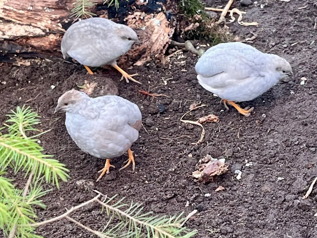 Billede 6 - Kinesiske dværgvagtler