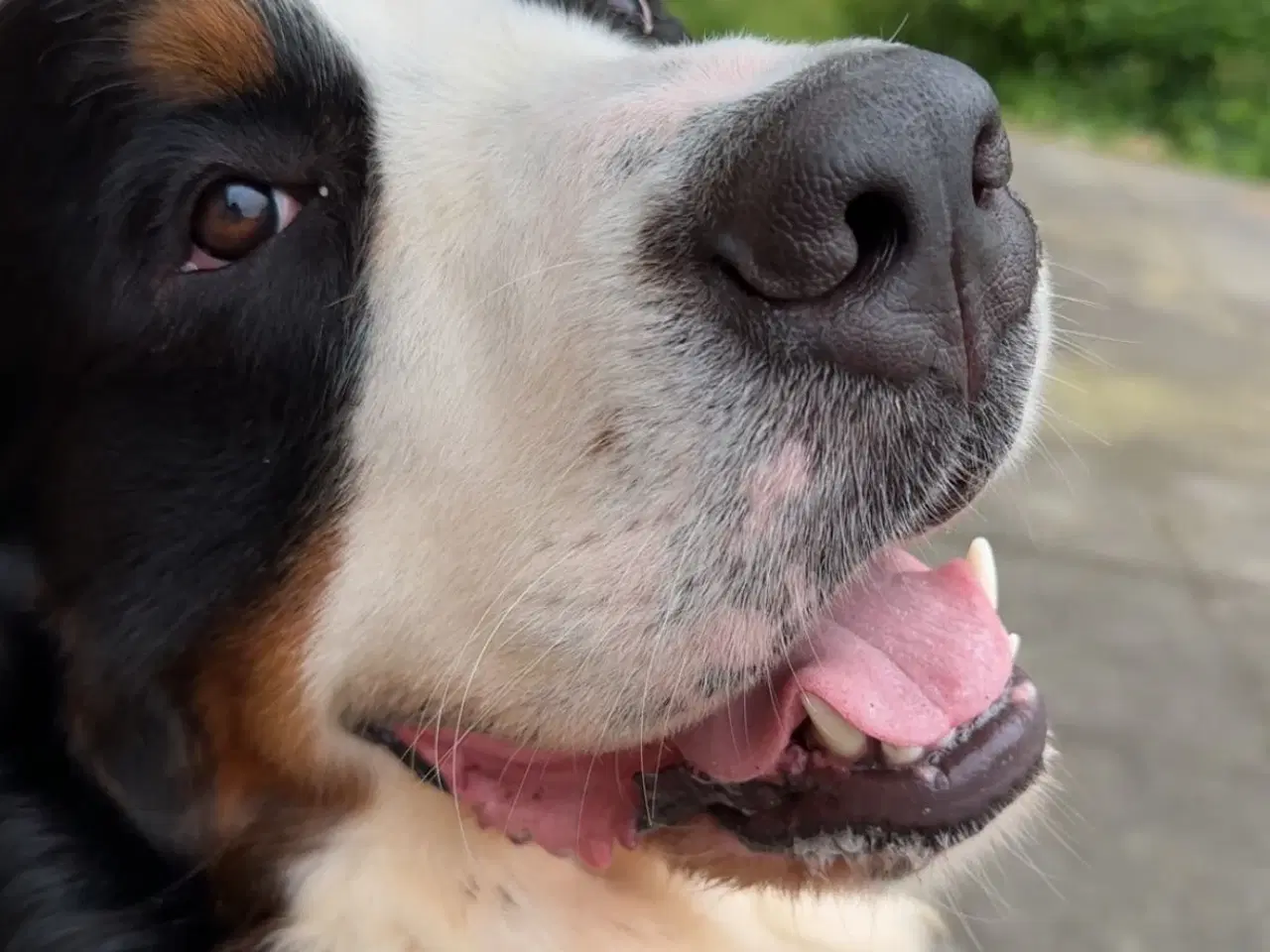 Billede 6 - Berner Sennen & Labrador - Bedækning tilbydes