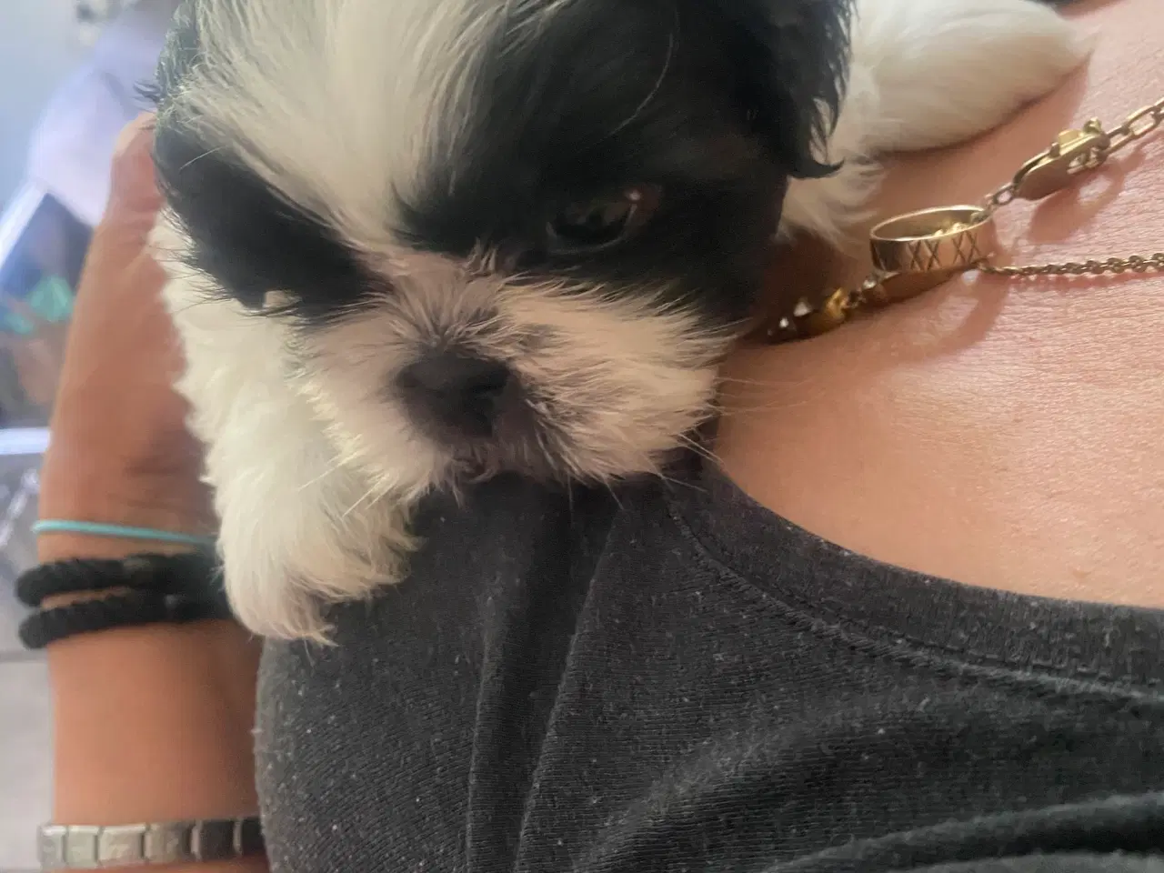 Billede 6 - Shih tzu Hvalpe.