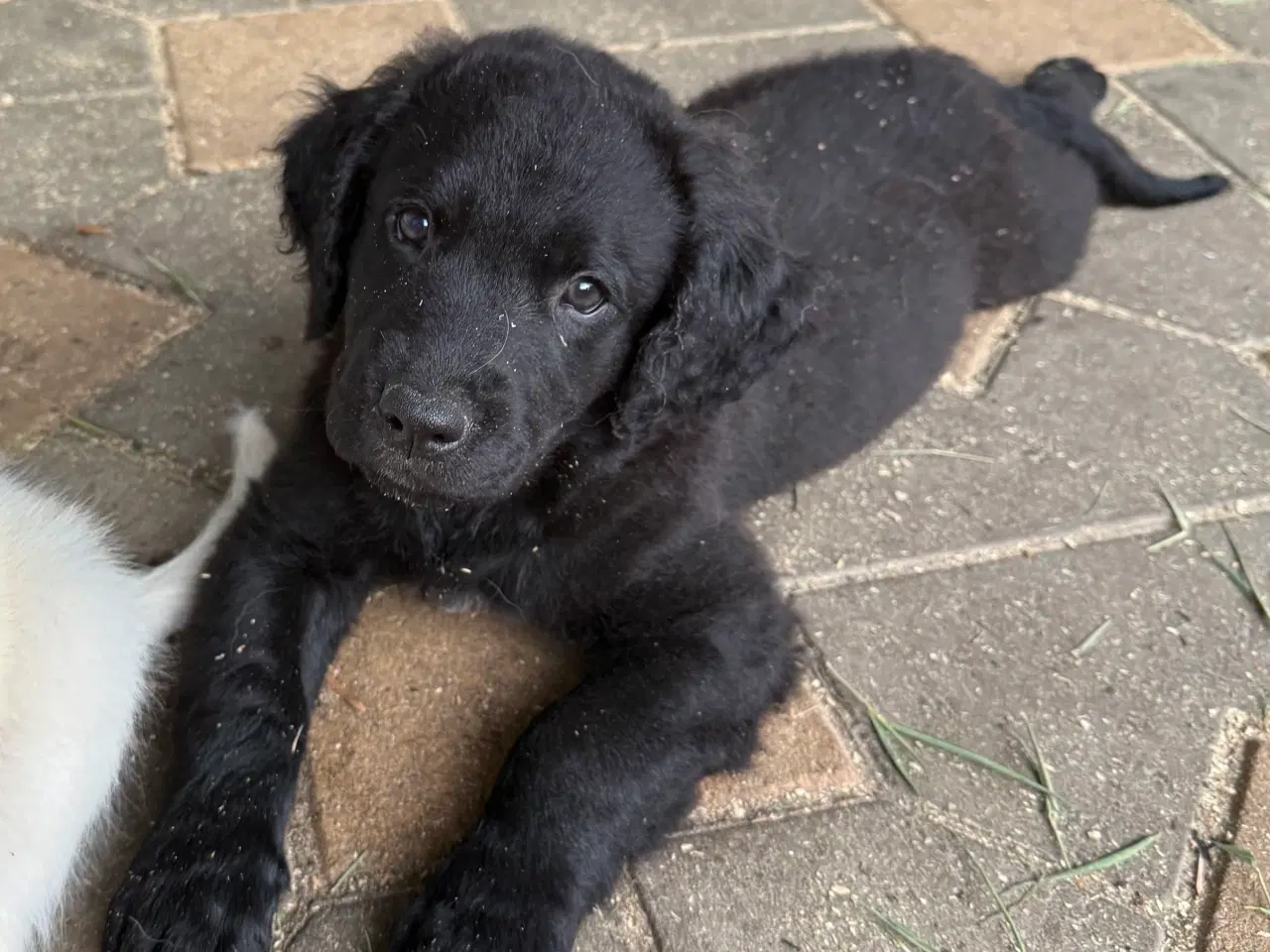 Billede 8 - Golden Retriever blanding, han