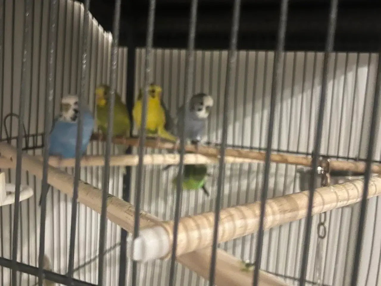 Billede 4 - Undulater med bur