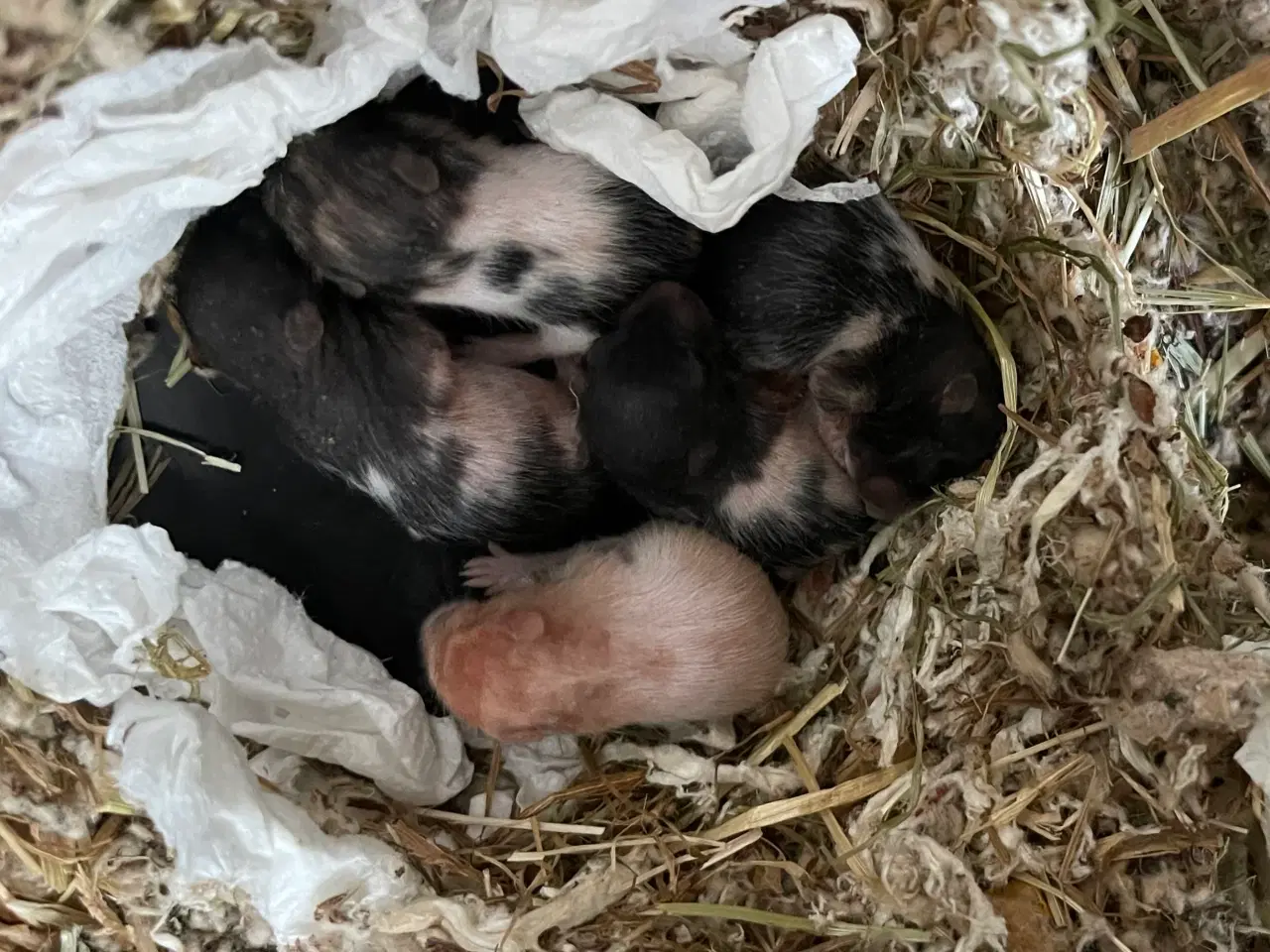 Billede 1 - Langhåret guldhamster unger 