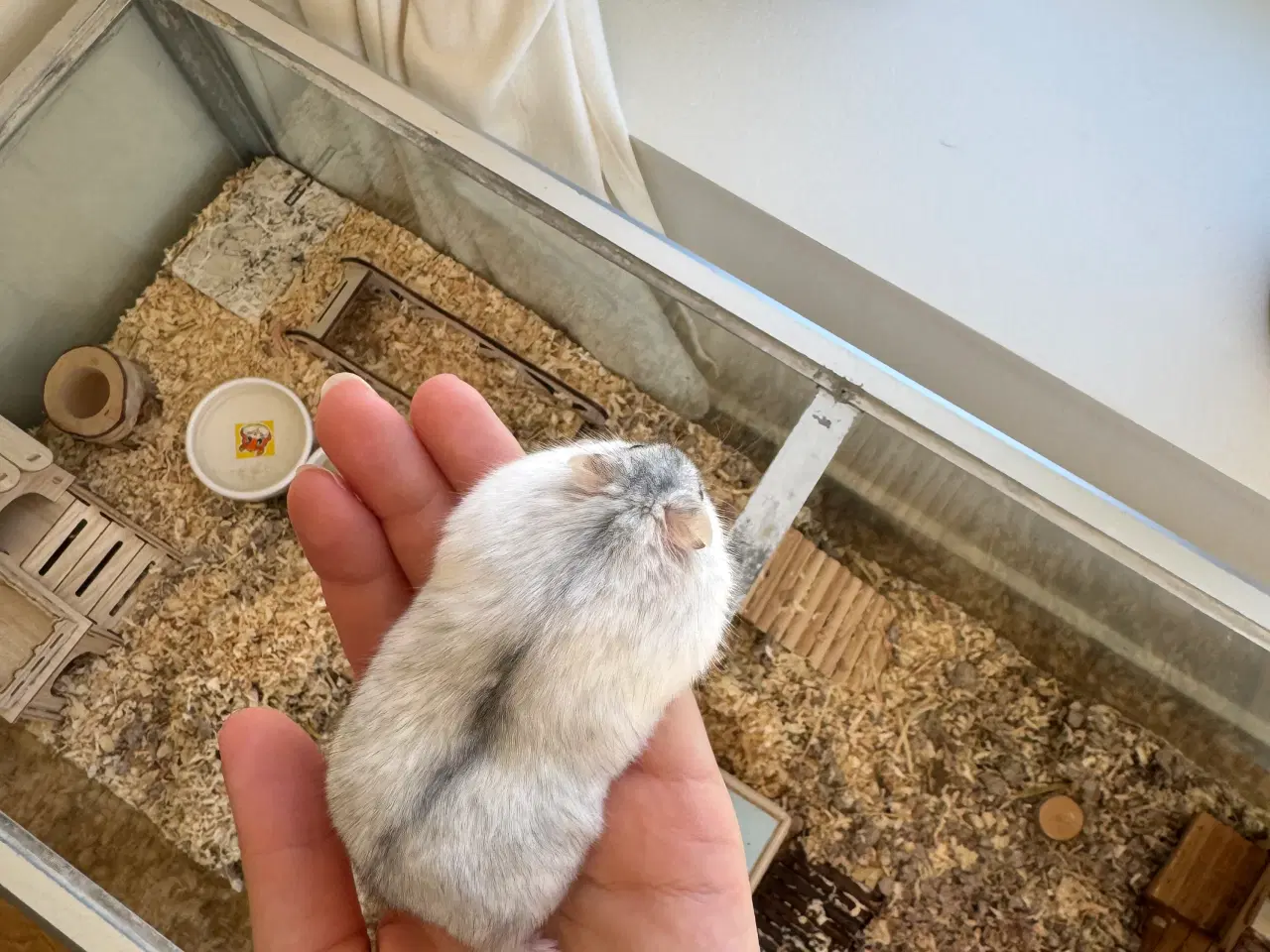 Billede 4 - Dværghamster plus tilbehør sælges