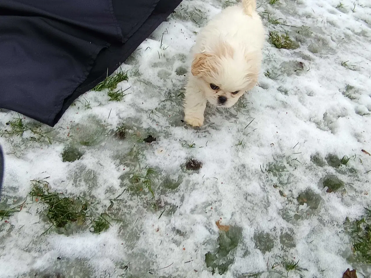 Billede 11 - Lækre hvalpe 