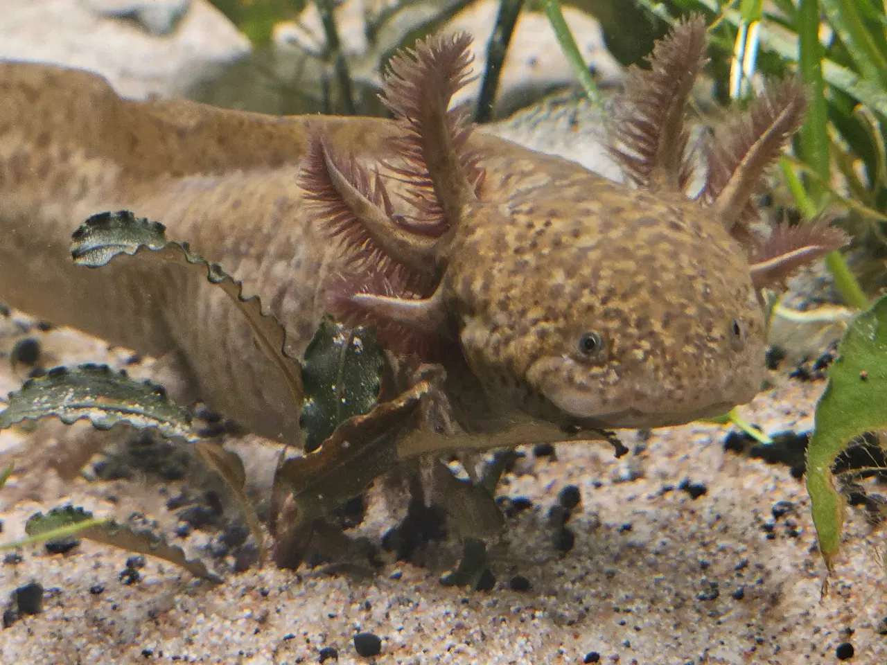 Billede 11 - Axolotl Avlsstamme 