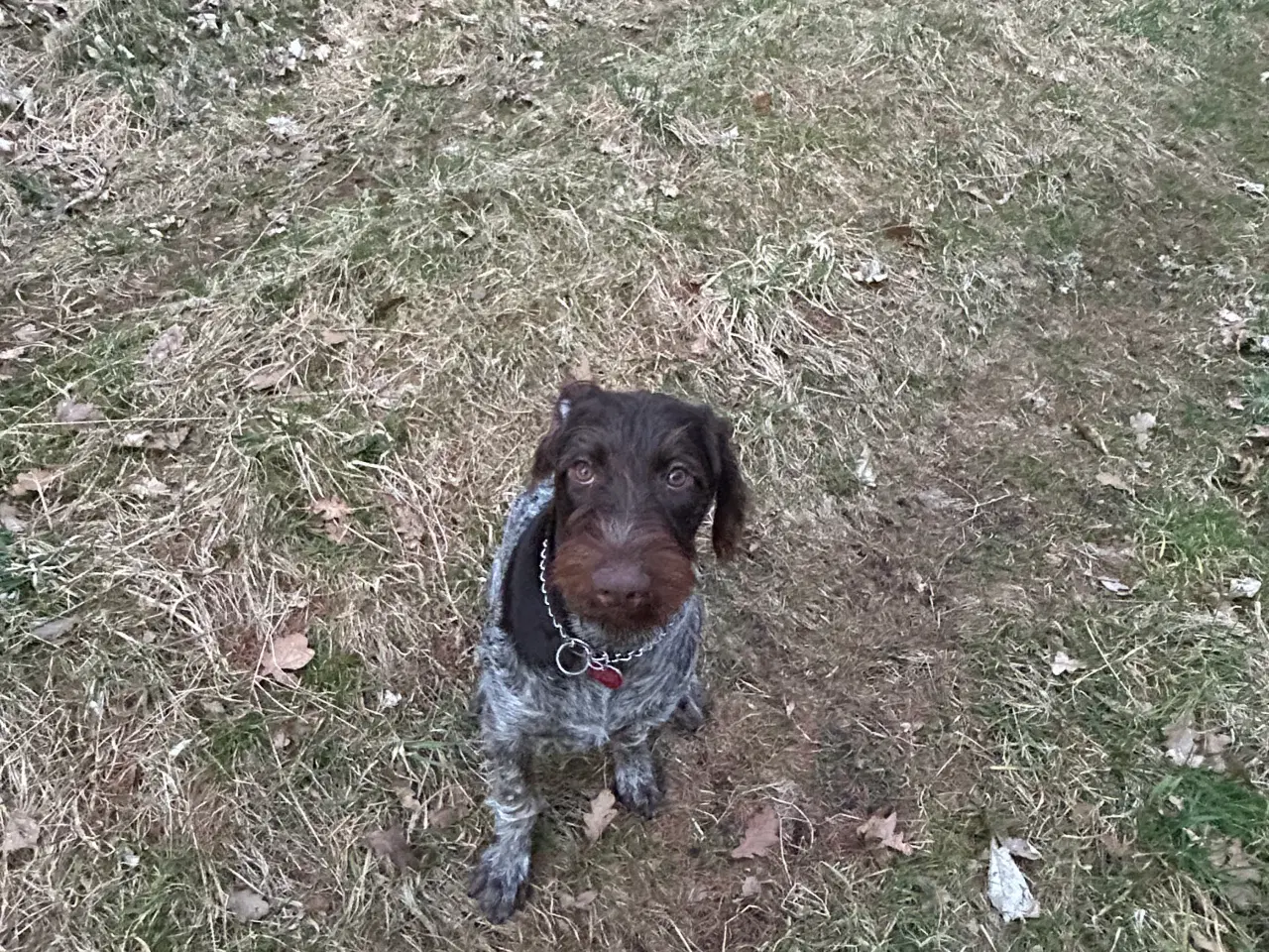 Billede 2 - Ruhåret hønsehund