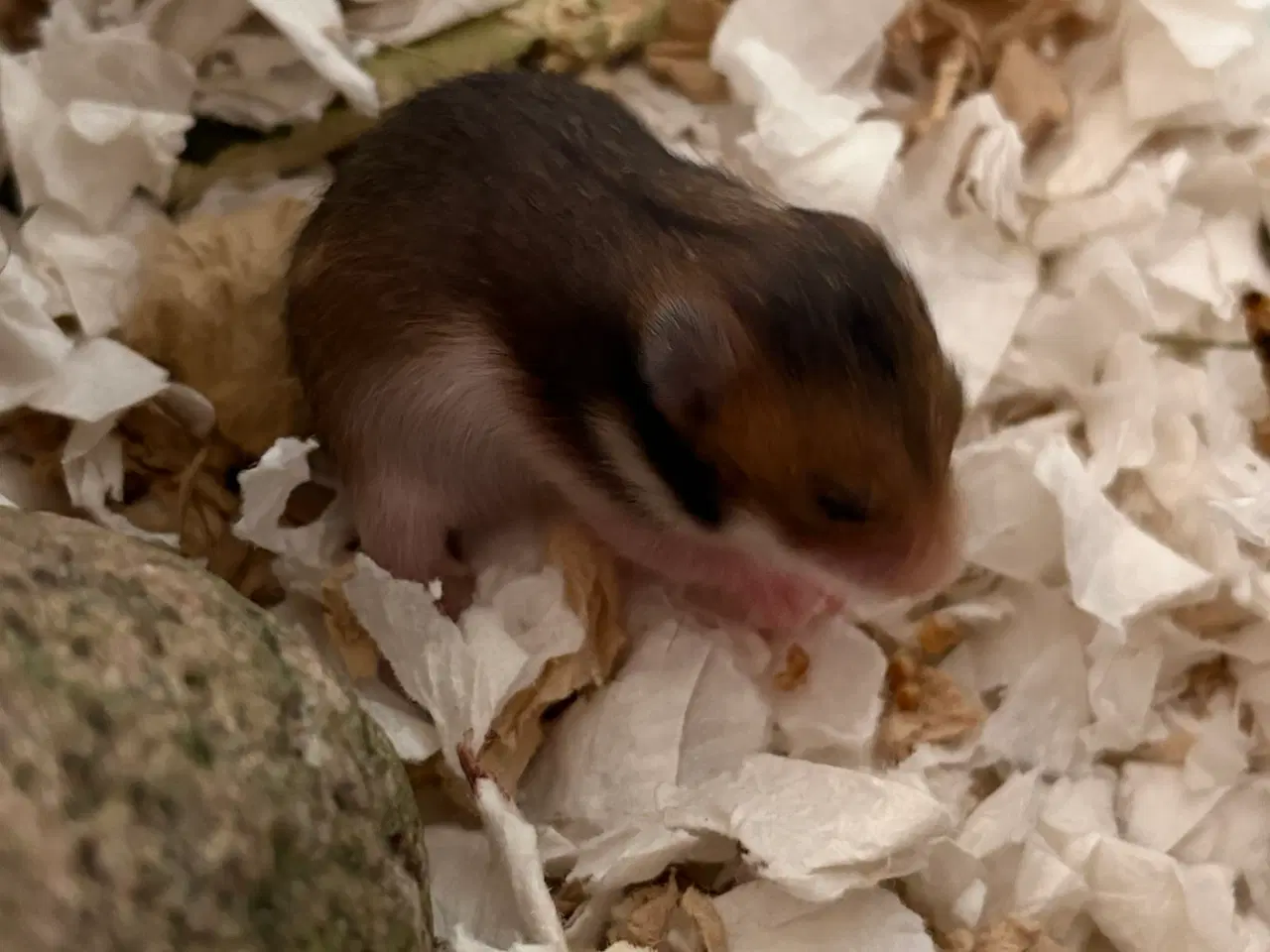 Billede 3 - Guldhamster
