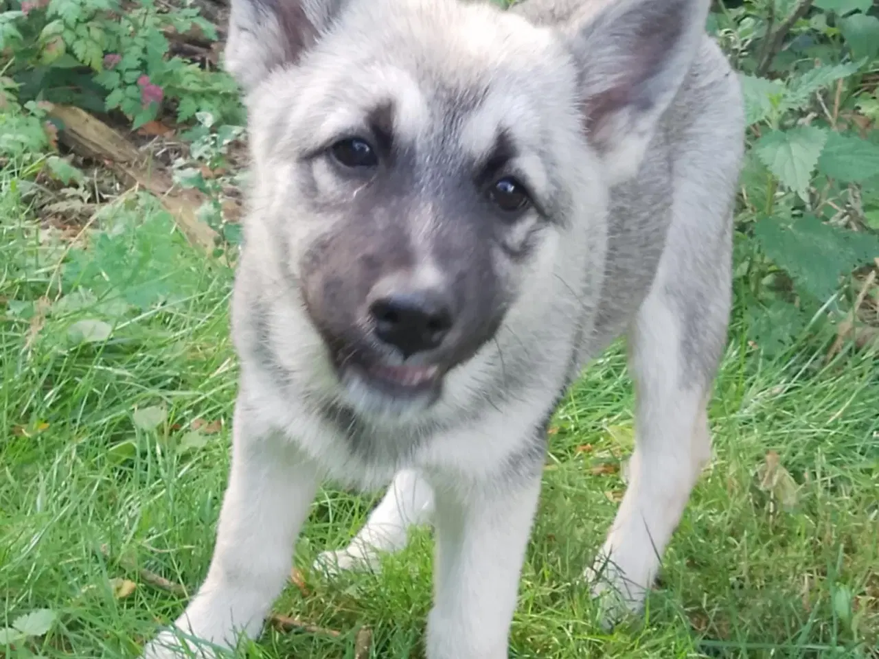 Billede 9 - Husky blandinger 