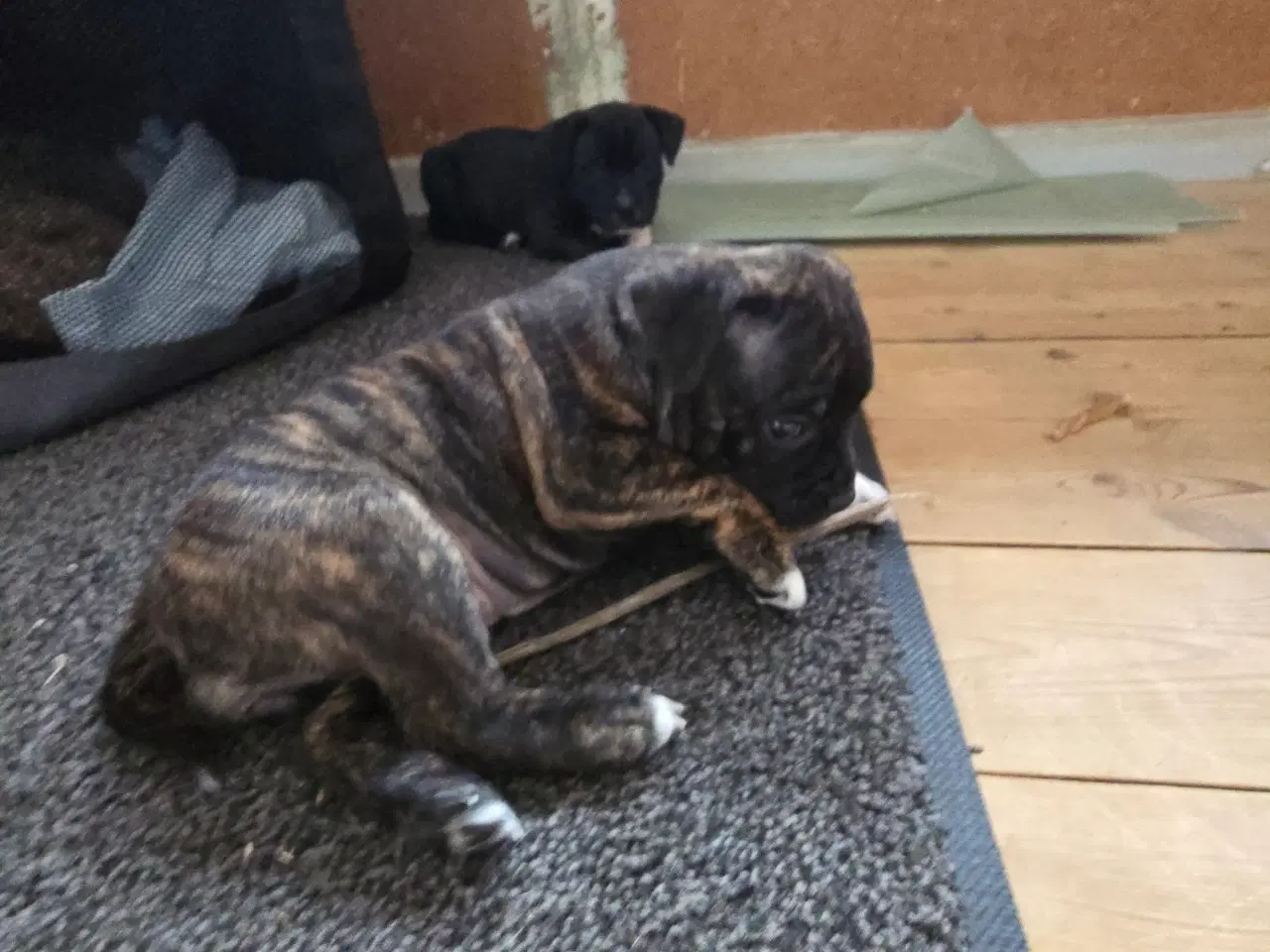 Billede 5 - Staffordshire Bullterrier Terrier