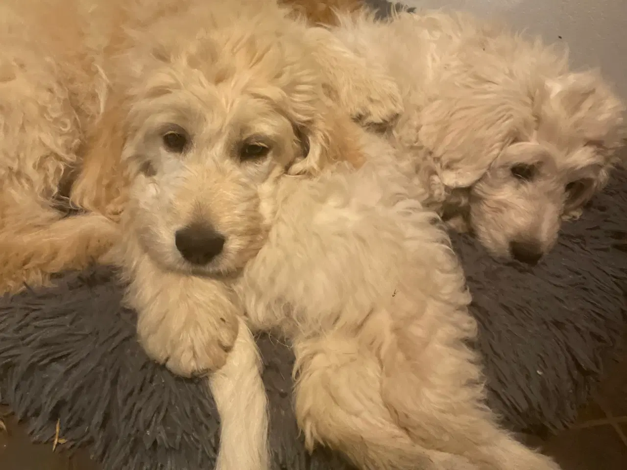 Billede 2 - GoldenDoodle hvalp - dreng