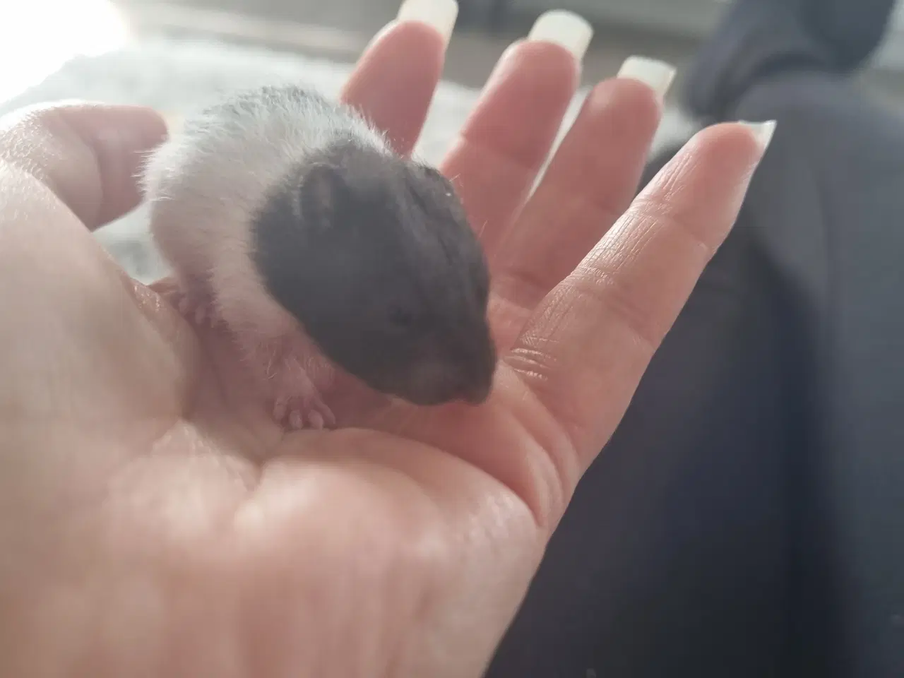 Billede 7 - Guldhamster unger sælges