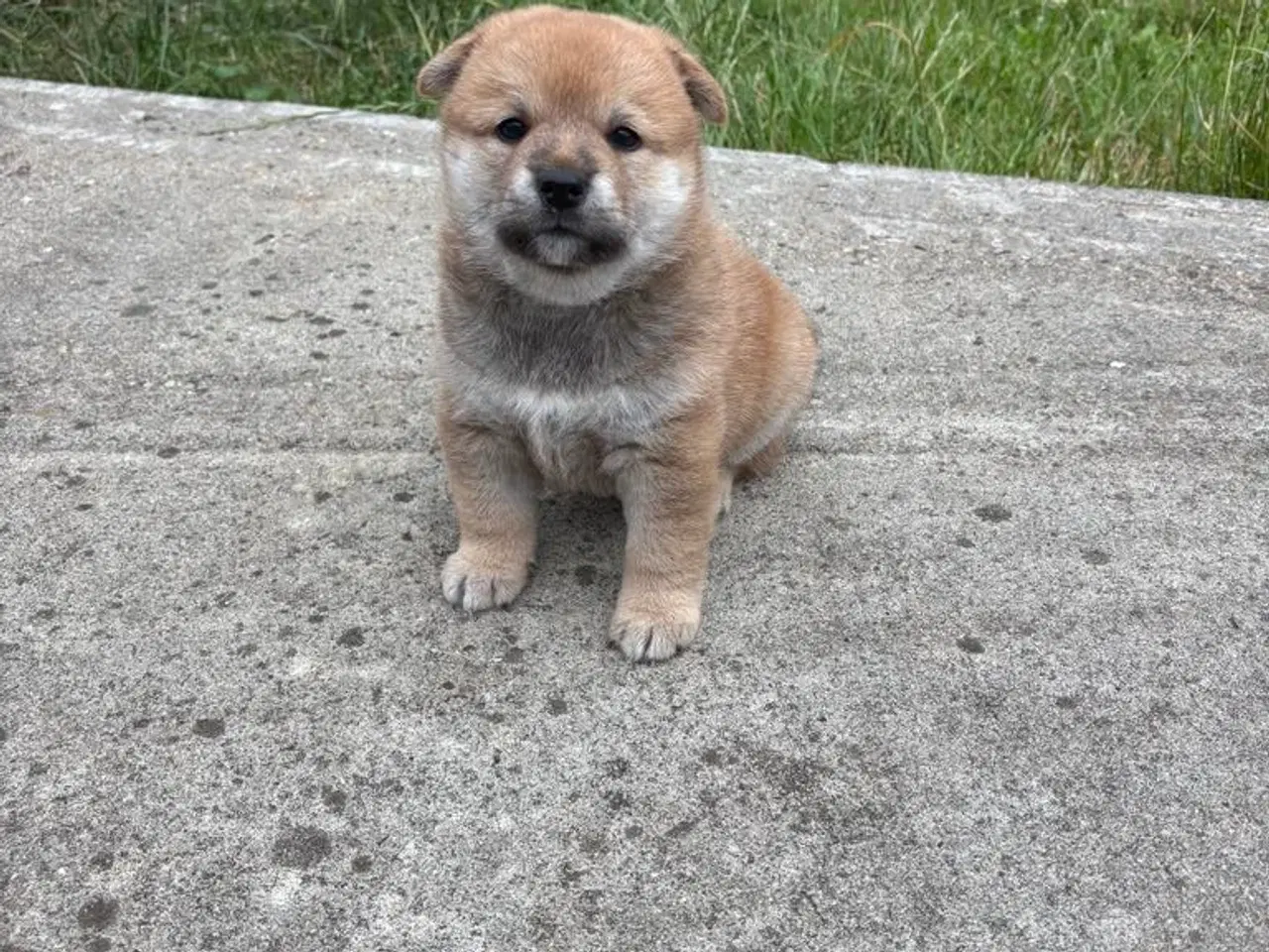 Billede 5 - Shiba drenge 