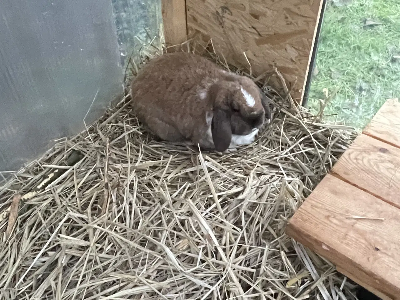 Billede 2 - Tam og venlig hunkanin.