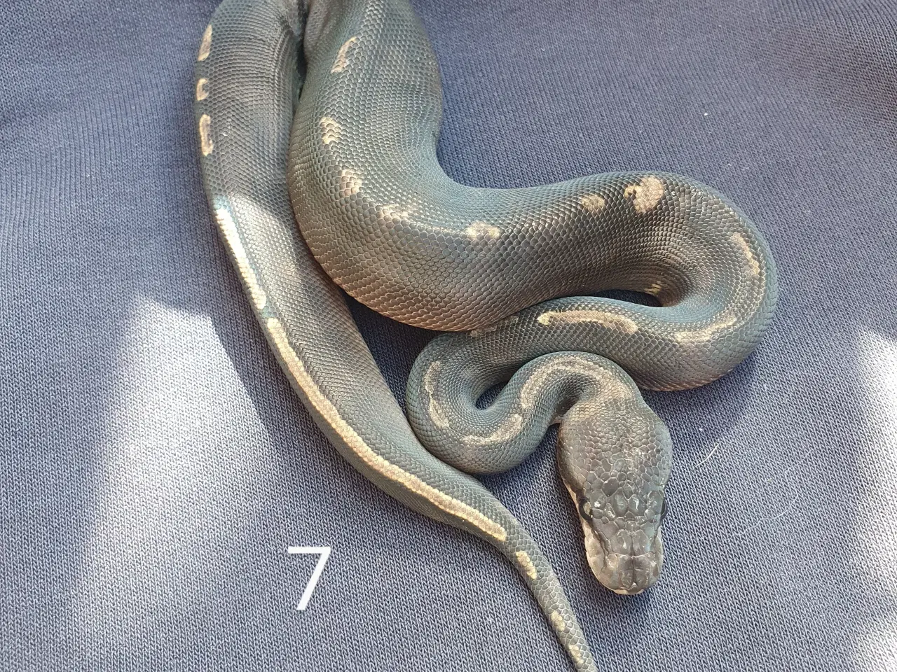 Billede 7 - Kongepython morfer 2025