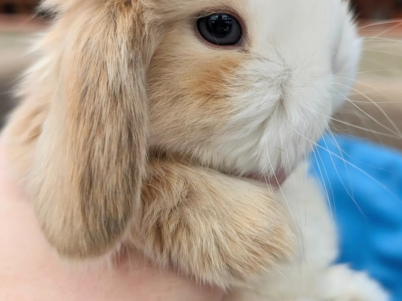 Billede 6 - Minilop kaninunge sælges