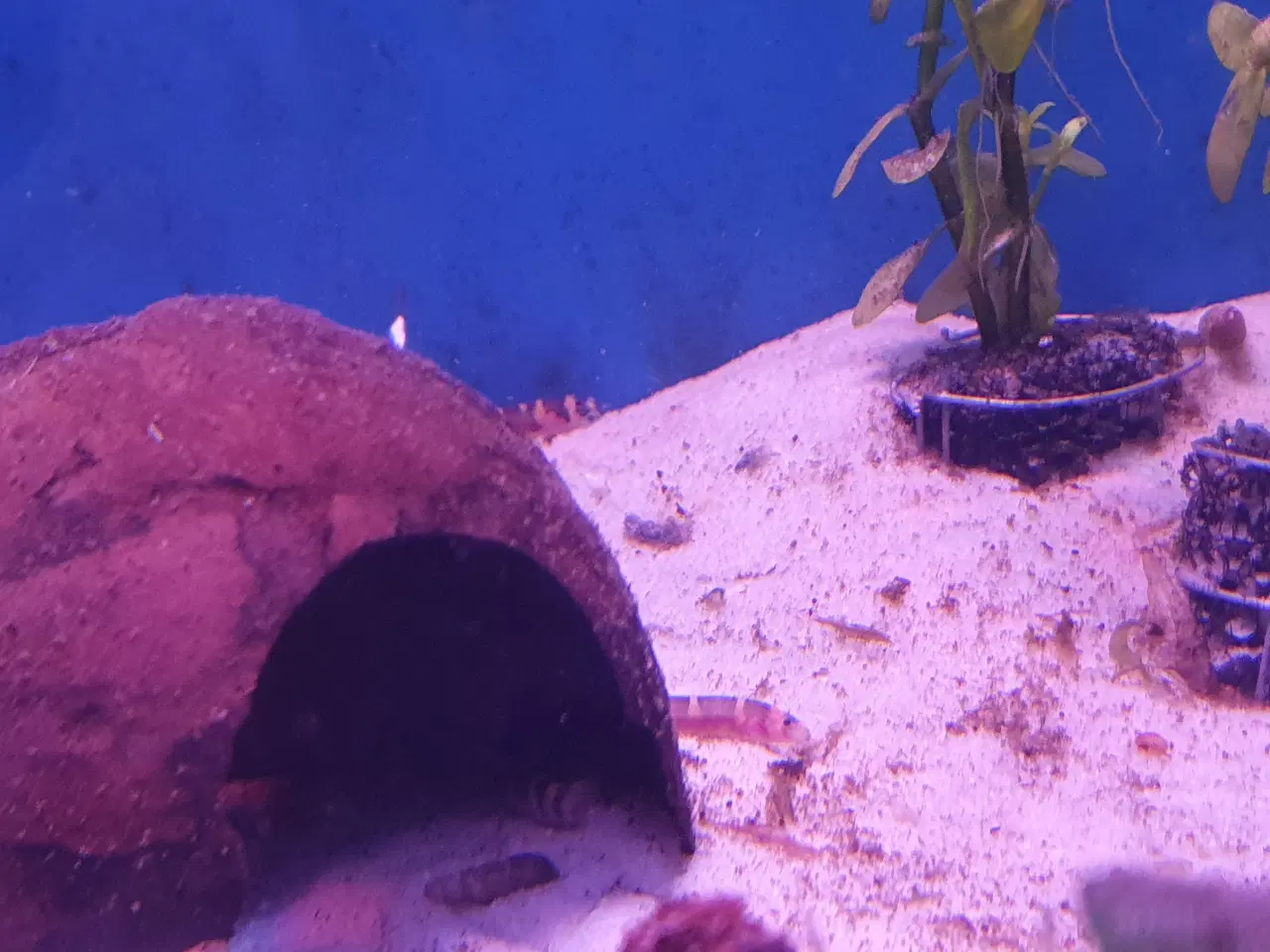 Billede 4 - KUHLI ÅL