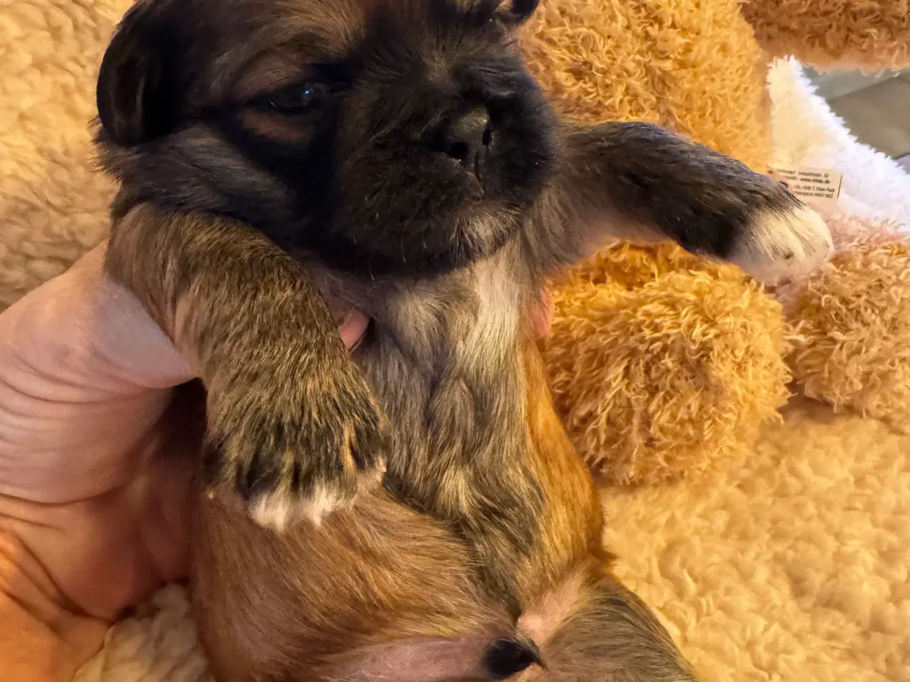 Billede 3 - Lhasa Apso hvalpe med DKK plus