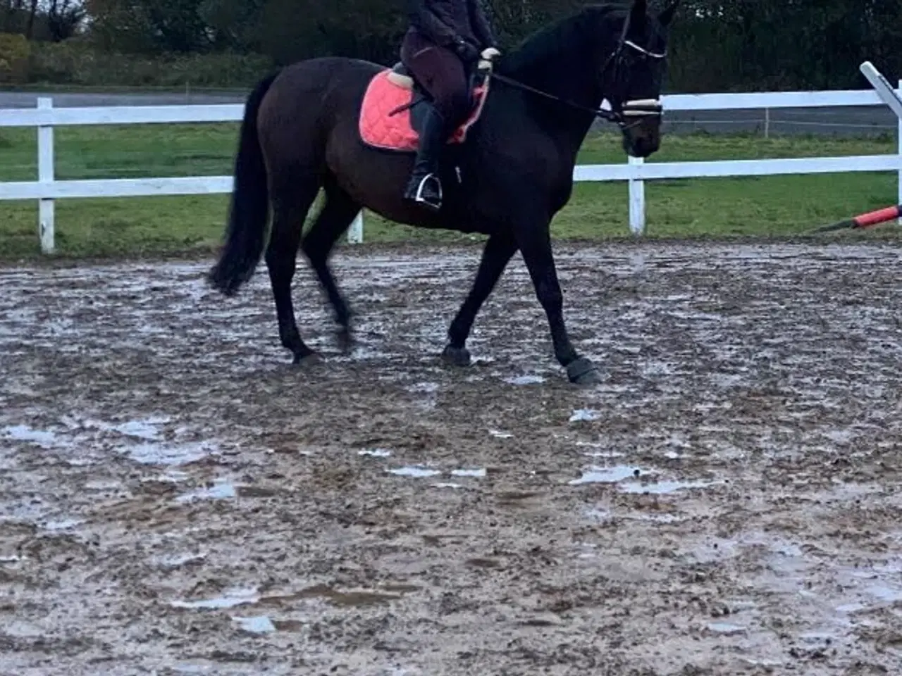 Billede 1 - LÅNE HEST SØGES