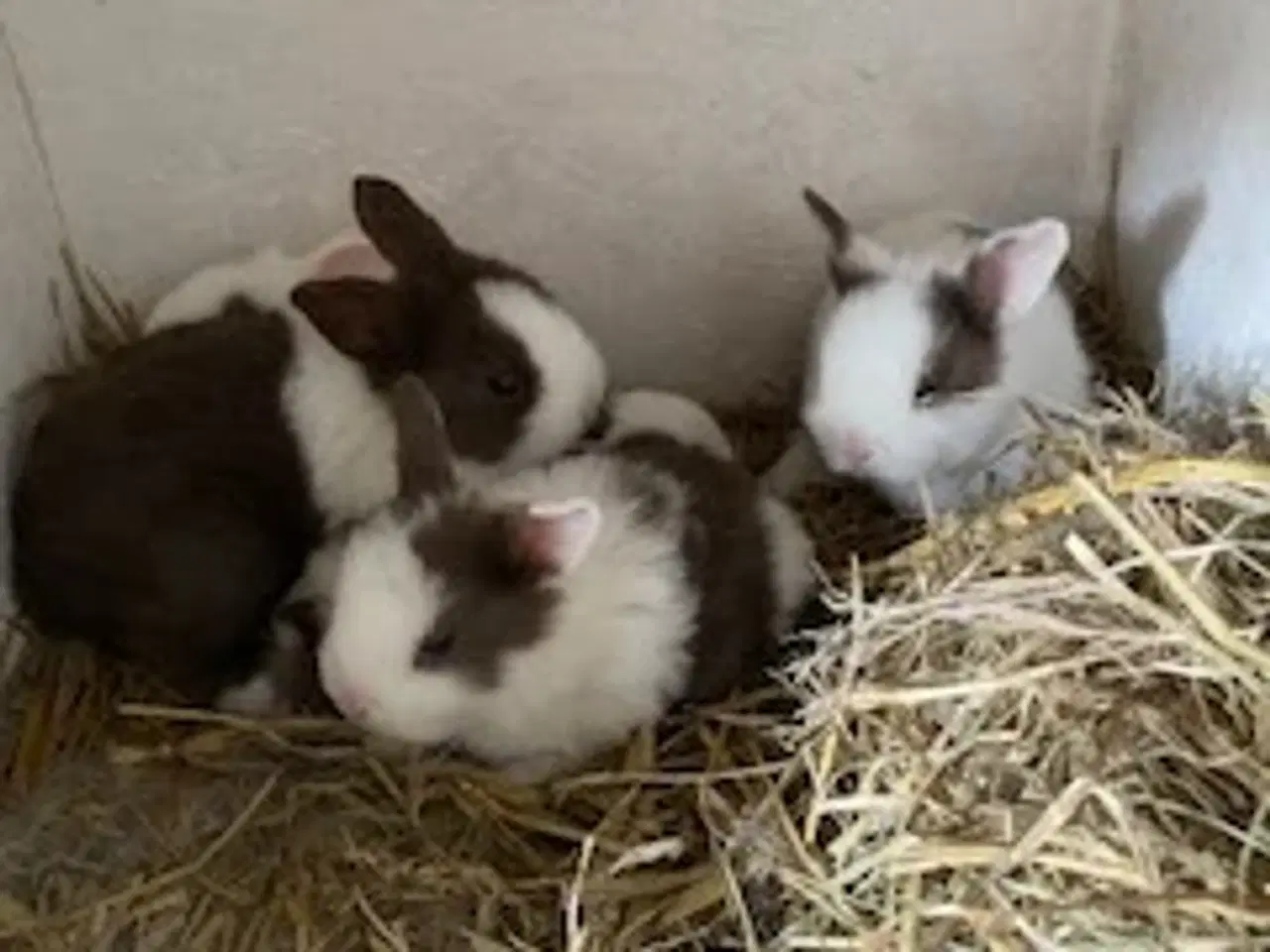 Billede 2 - Hollænder kanin unger 