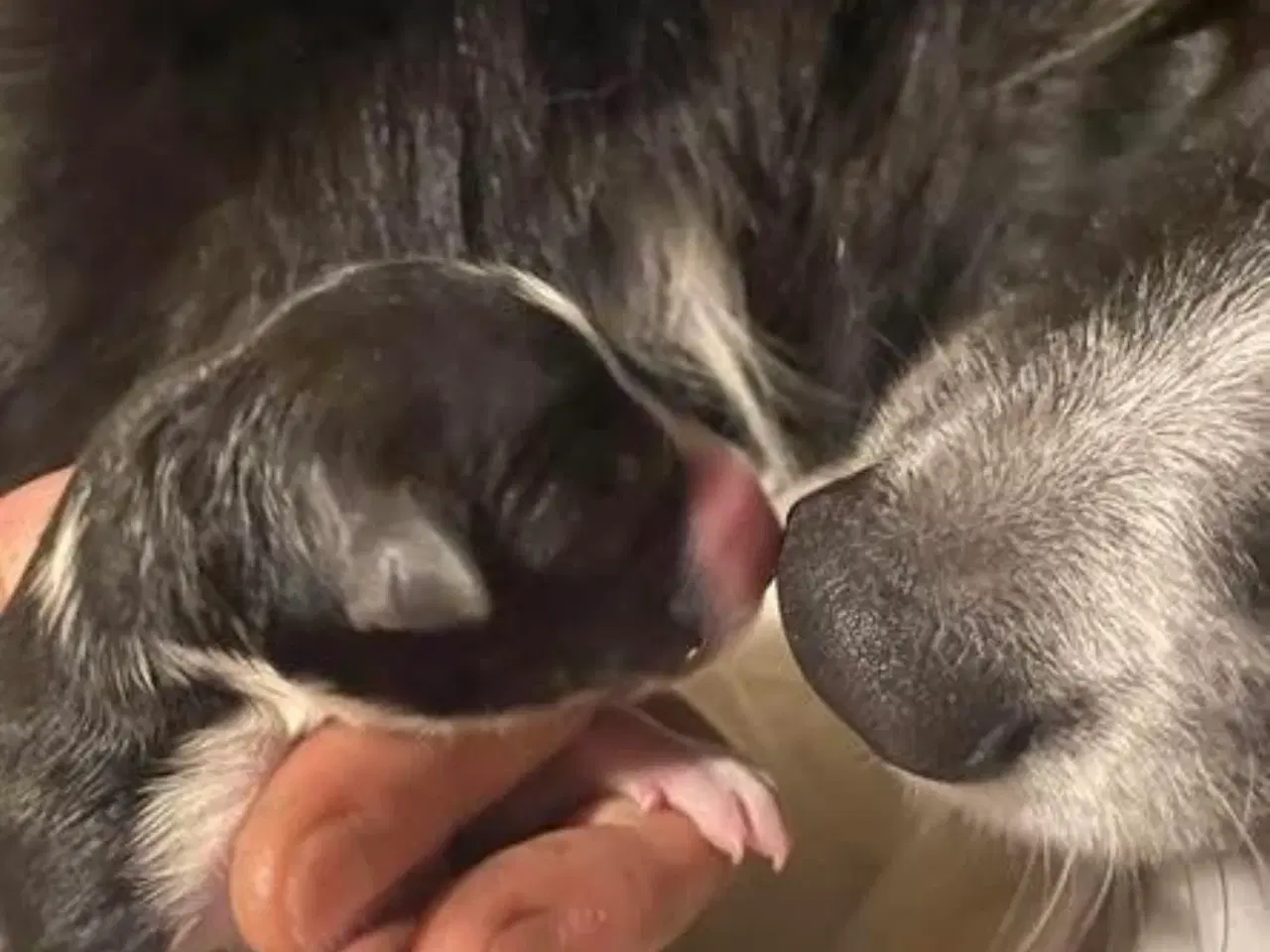 Billede 1 - Fantastiske Border Collie hvalpe med stamtavle 
