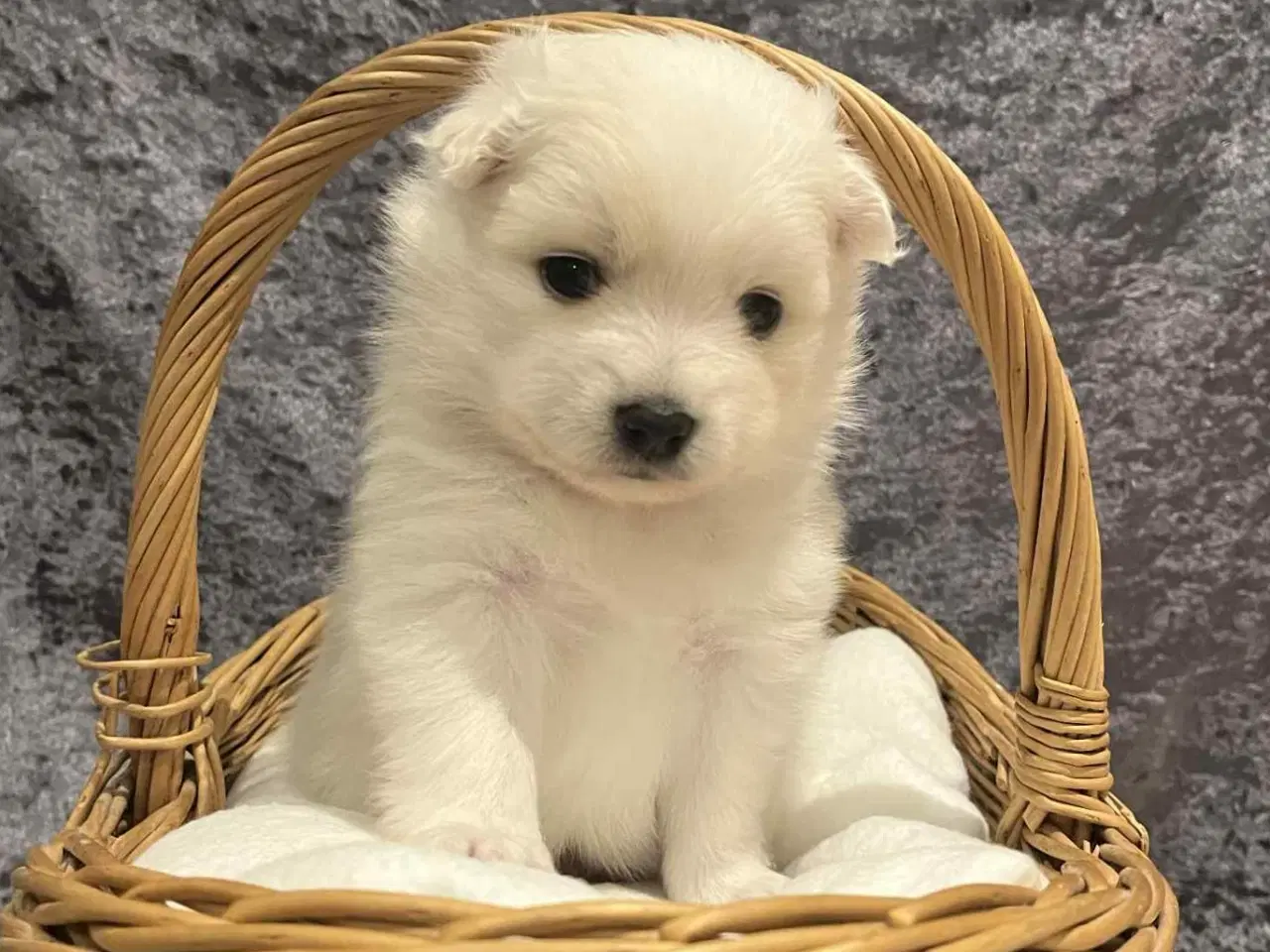 Billede 1 - Skønne & Søde Familie Bamser