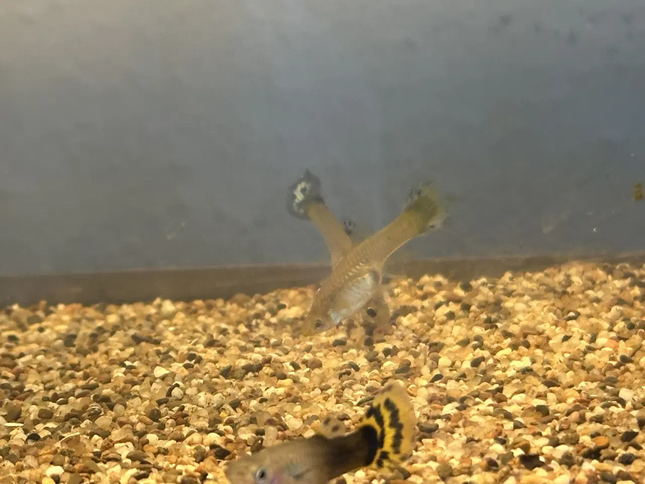 Billede 2 - Sun flower guppy ren stamme 