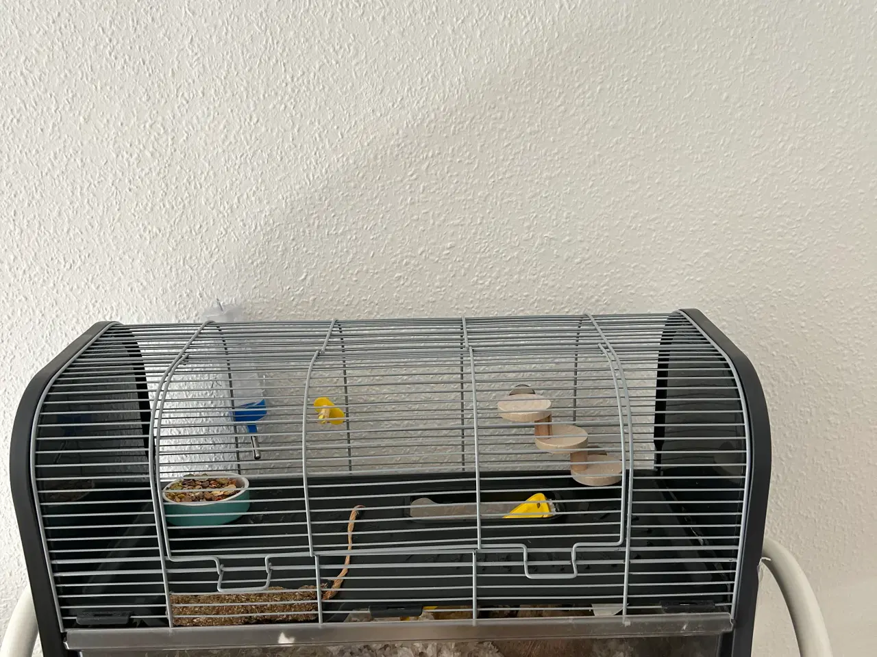 Billede 2 - Hamster 16 uger 