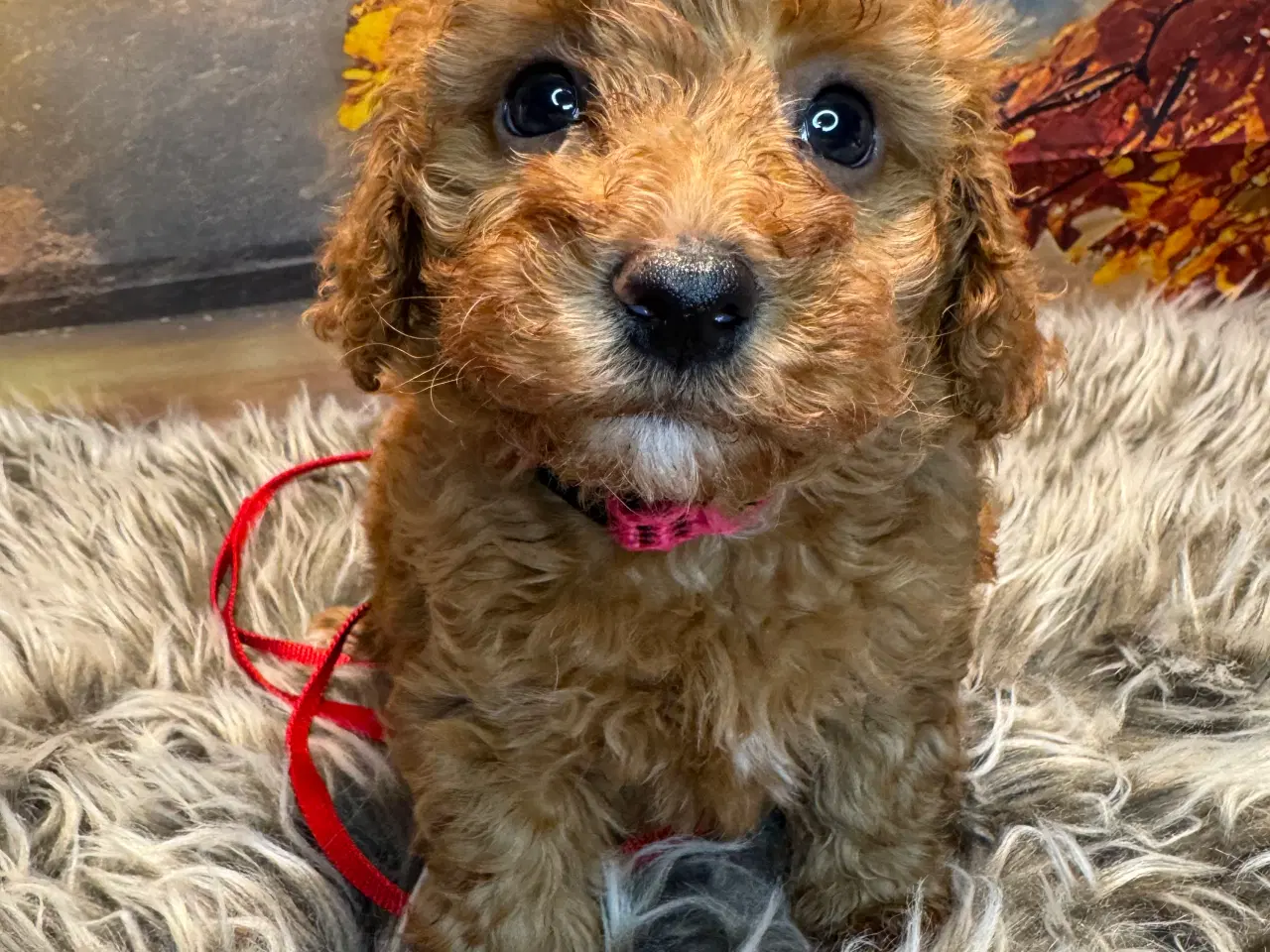 Billede 4 - Maltipoo i efterårs  ?