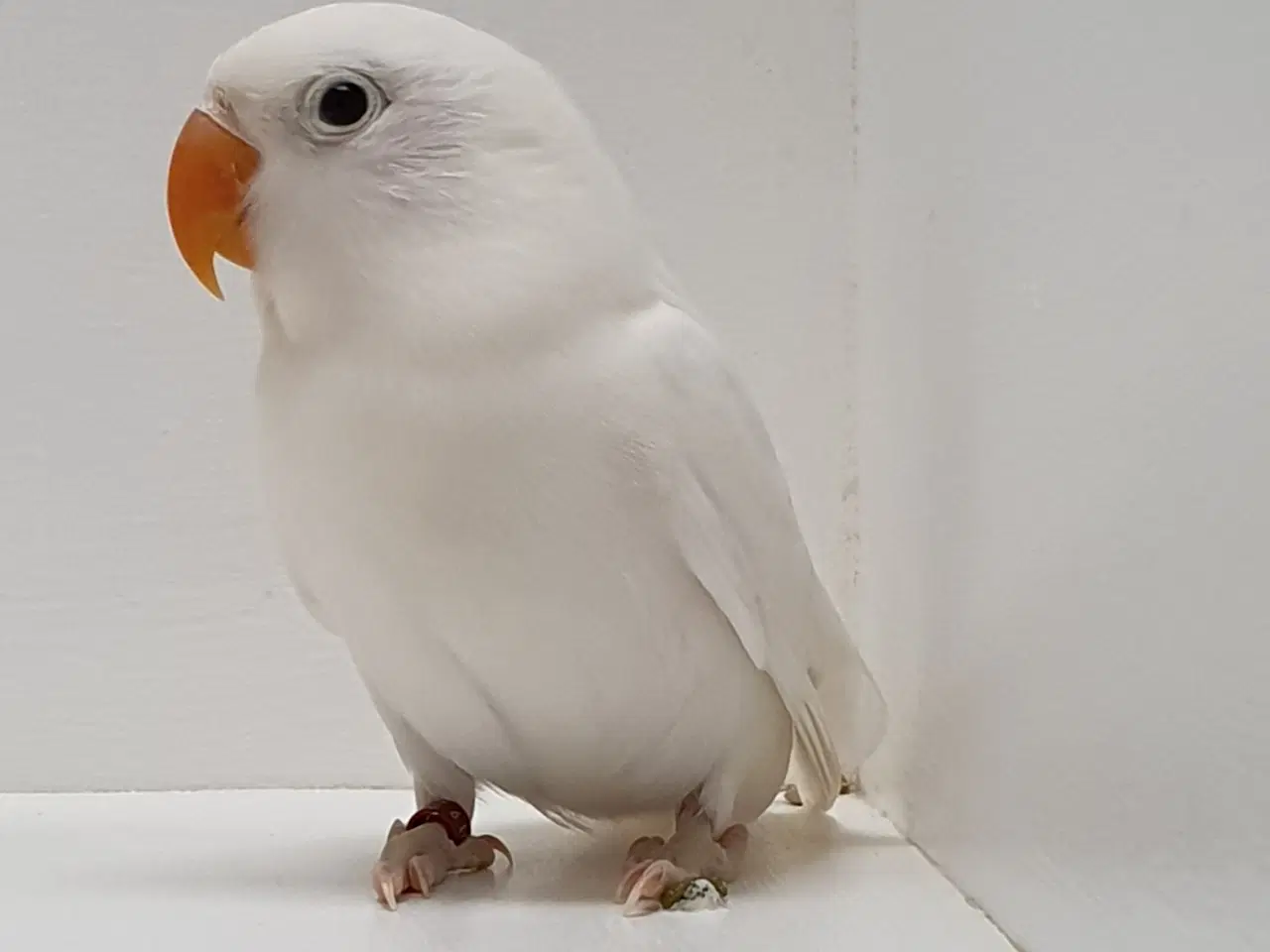 Billede 3 - Flot Sortøjet Albino dværgpapegøje 