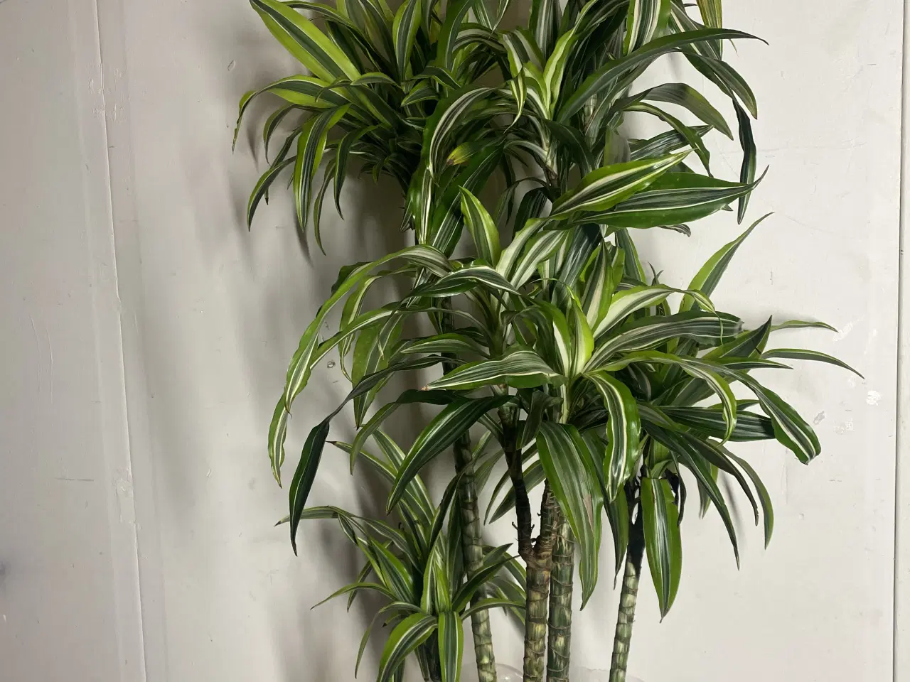 Billede 5 - Genbrugs Planter