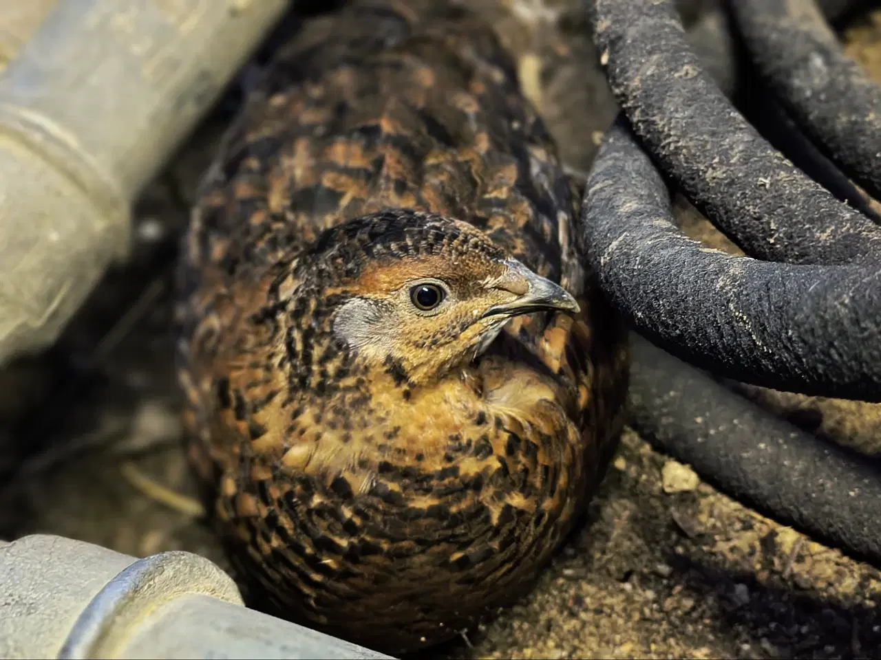 Billede 4 - Daggamle vagtelkyllinger klækket fredag den 10/4