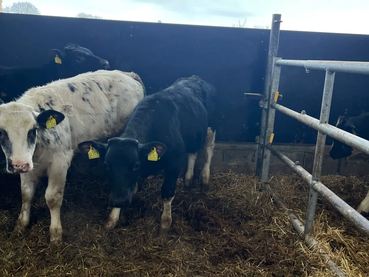 Billede 1 - Krydsningskvier