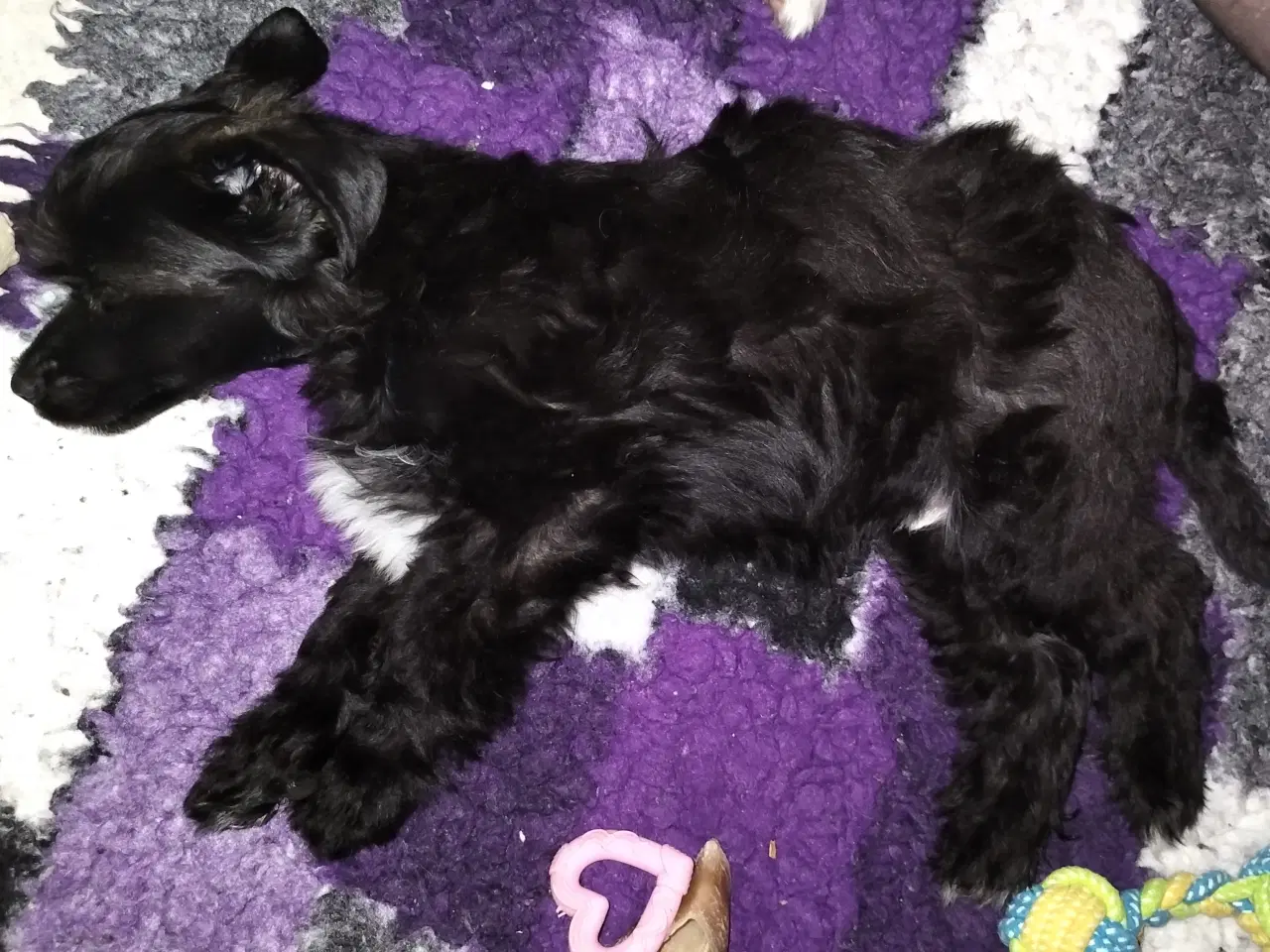 Billede 6 - Chinese crested powder puff dreng med DKK stambog