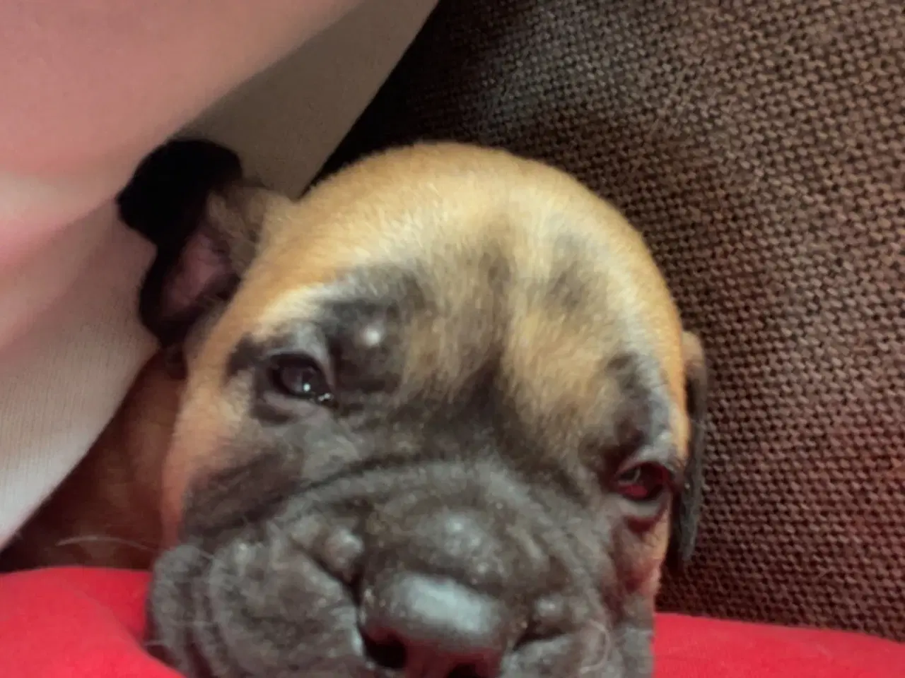 Billede 4 - Bullmastiff hvalpe 
