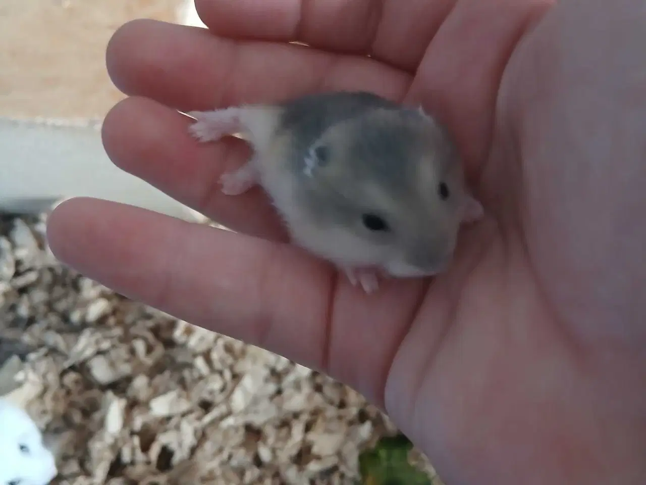 Billede 4 - Dværghamster unger 