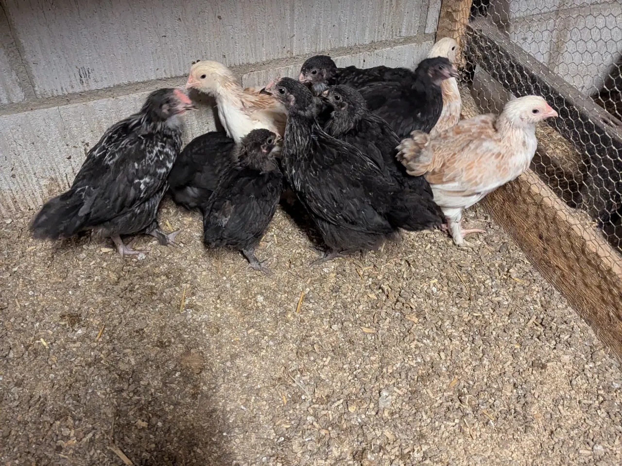 Billede 1 - Klækket ca 15-9 2025